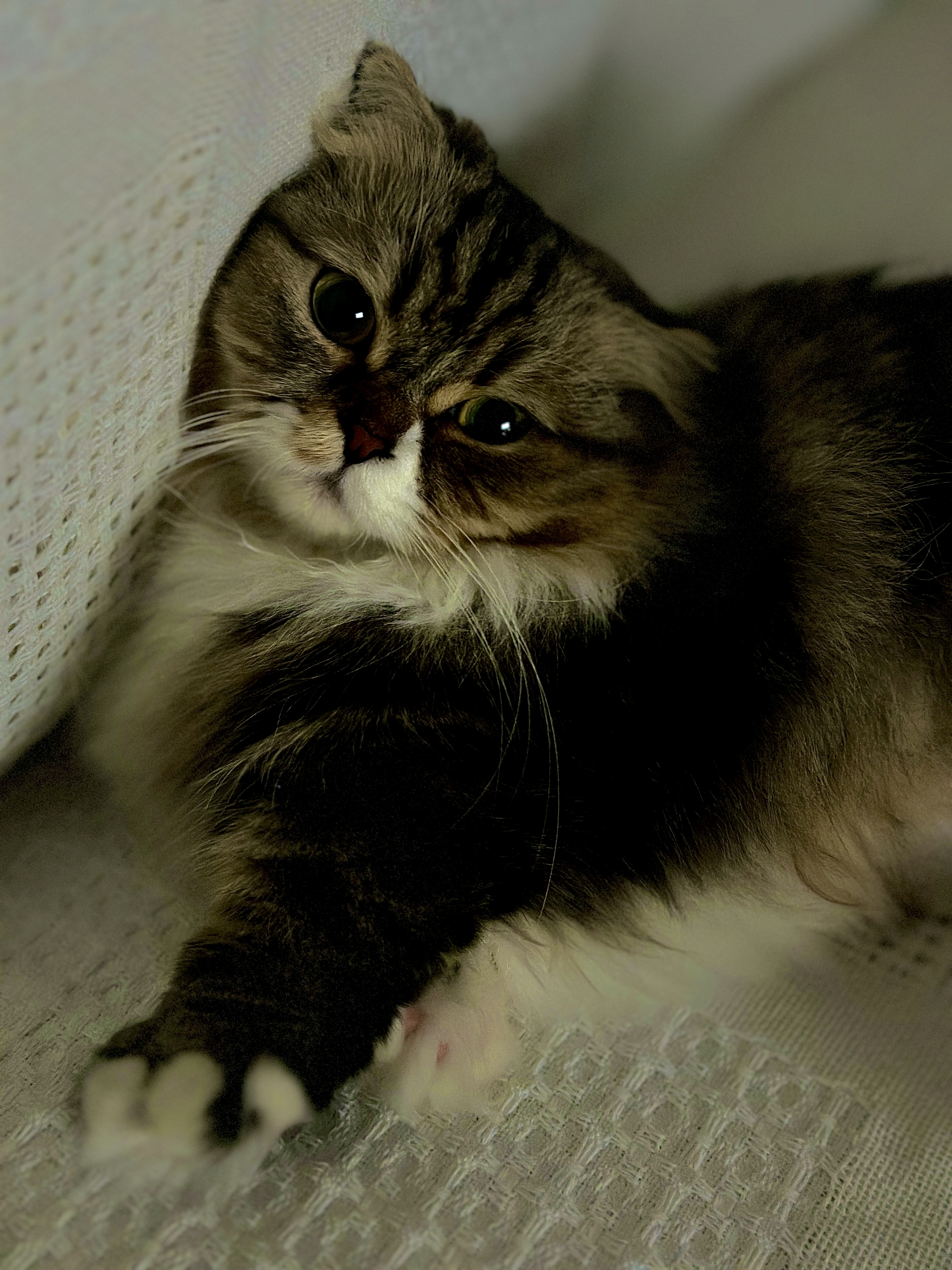 태주(현 후추) 임시보호 1개월 후기