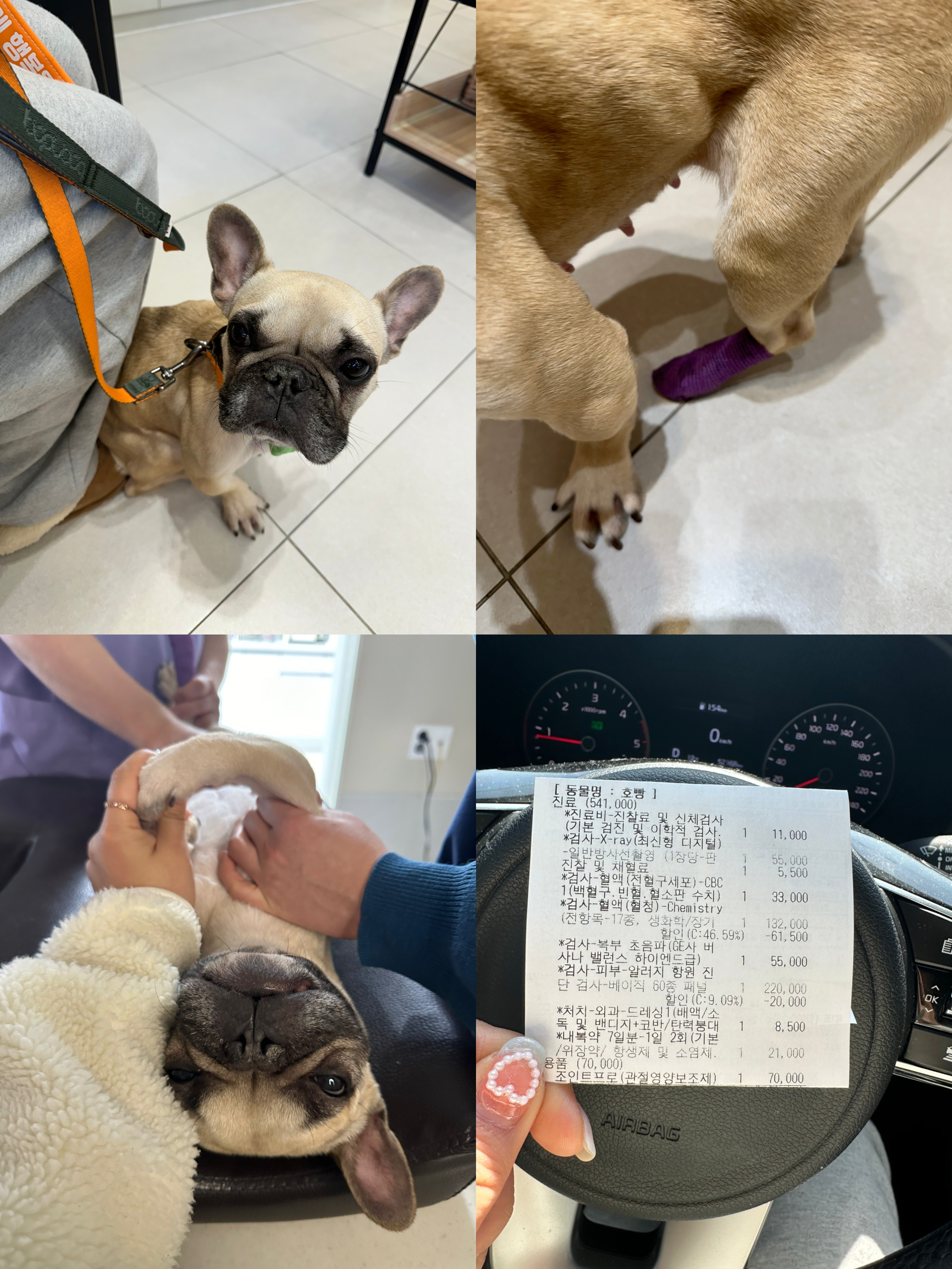 호빵 (퍼지) 입양 7일차 ❤️