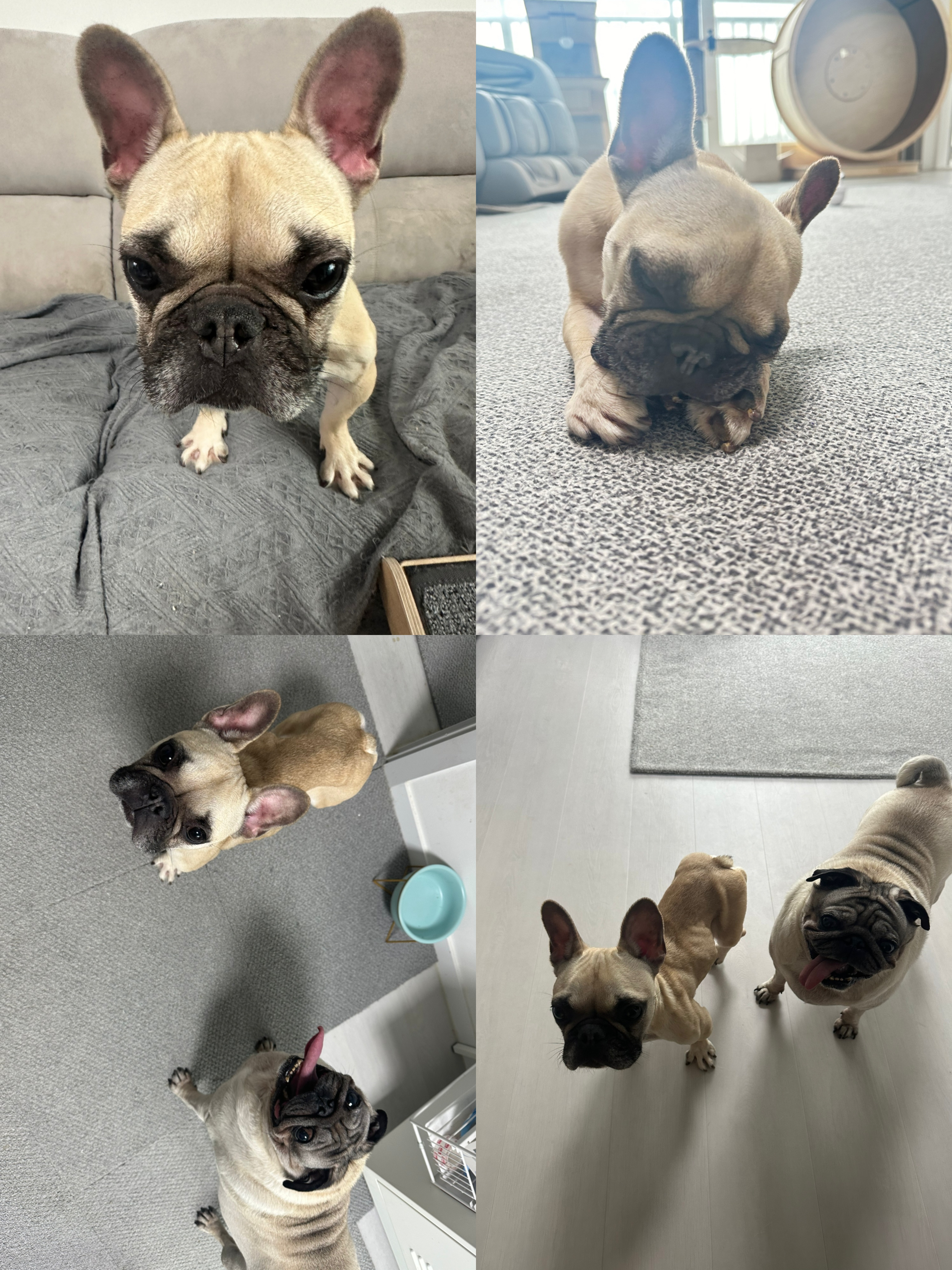 호빵 (퍼지) 입양 7일차 ❤️