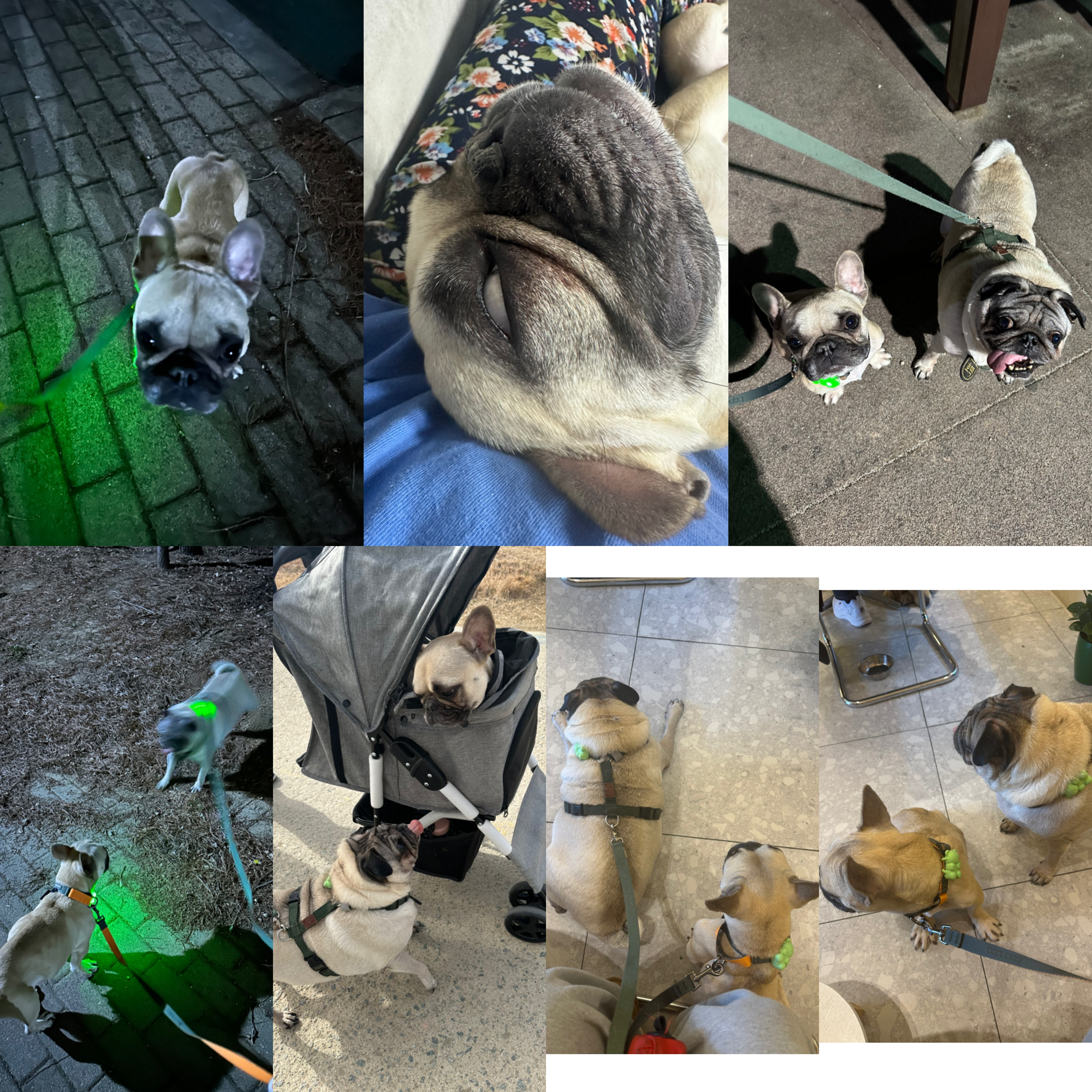 호빵 (퍼지) 입양 7일차 ❤️