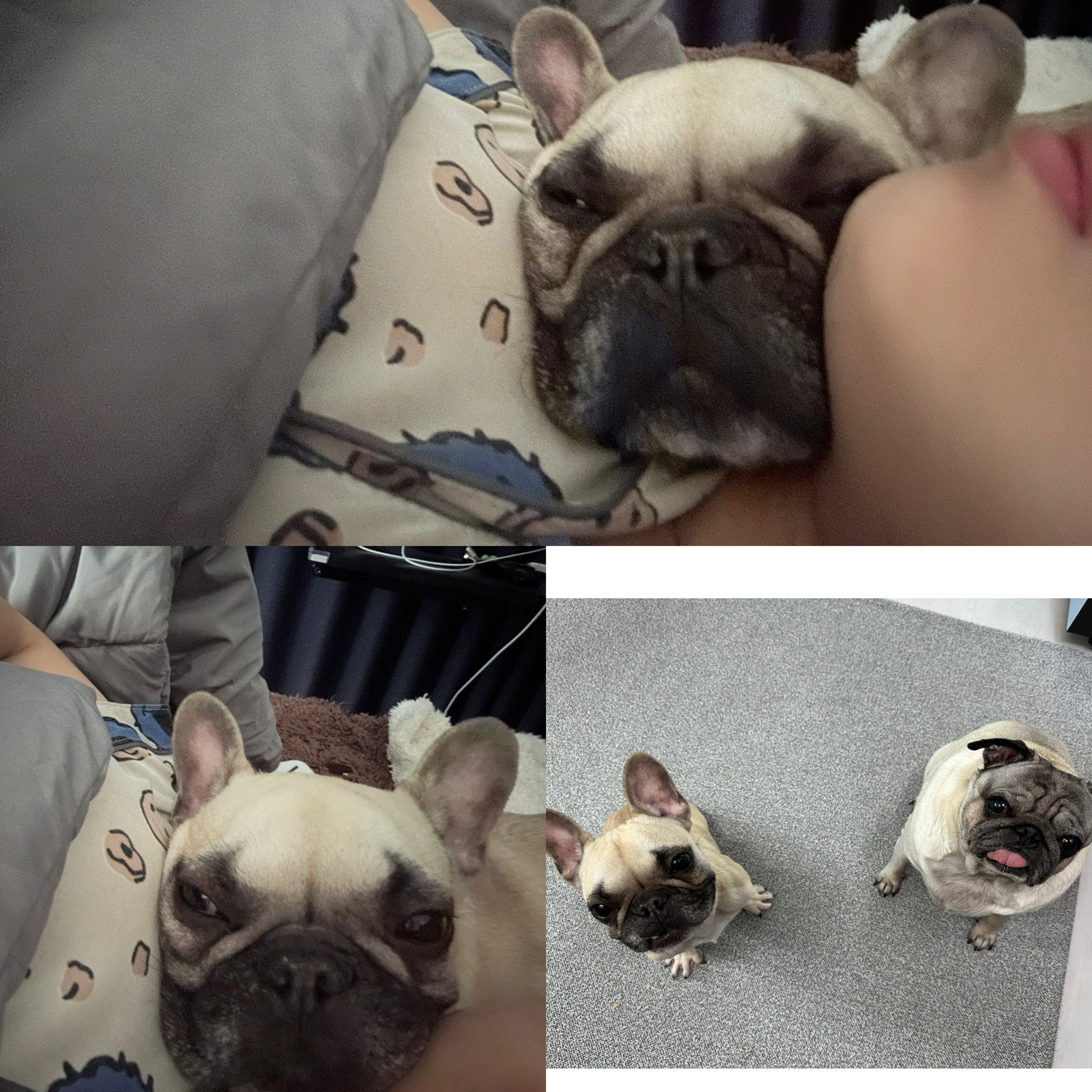 호빵 (퍼지) 입양 7일차 ❤️