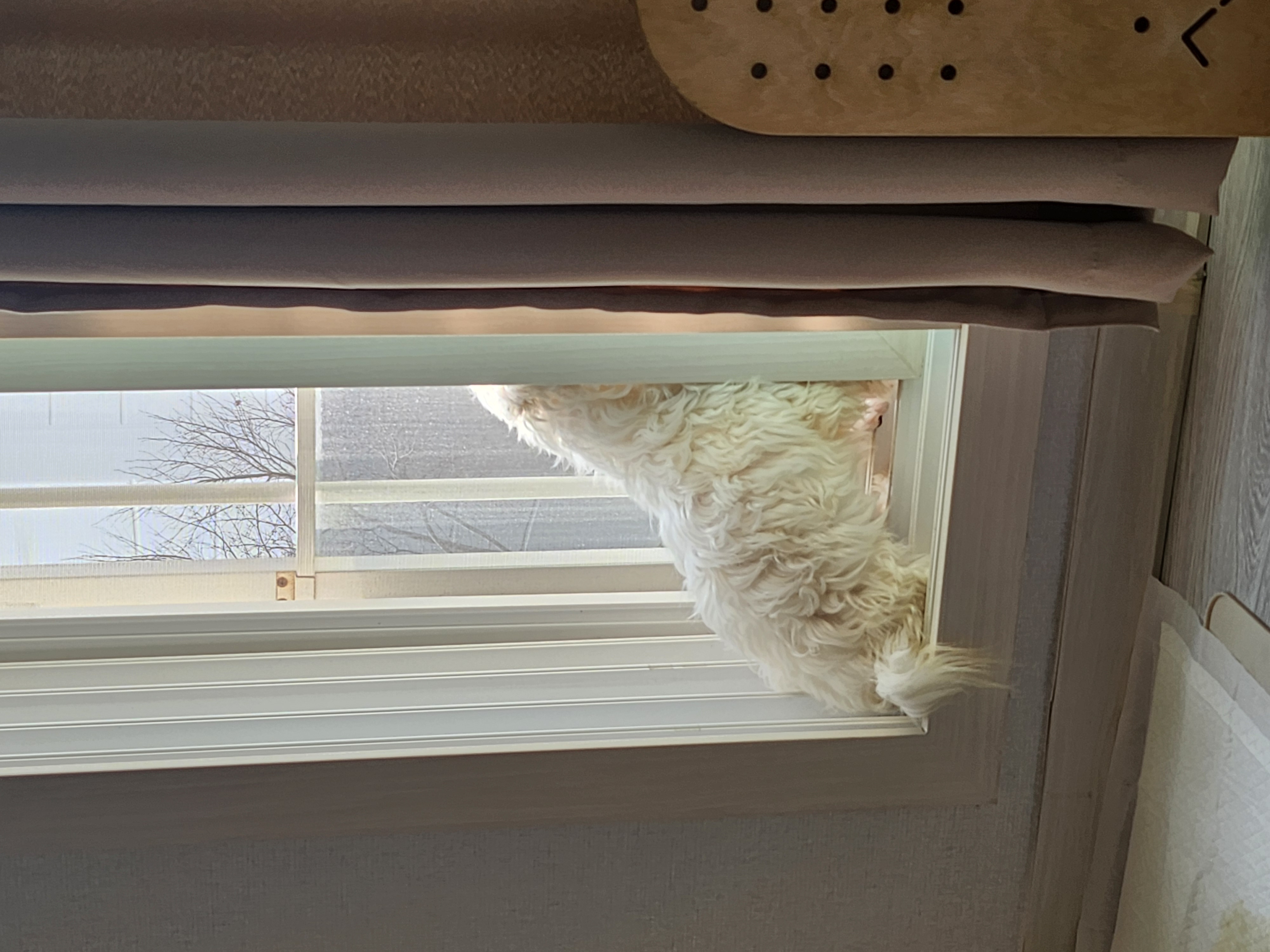 뽀또(하즈) 입양 후 일주일 일상💕