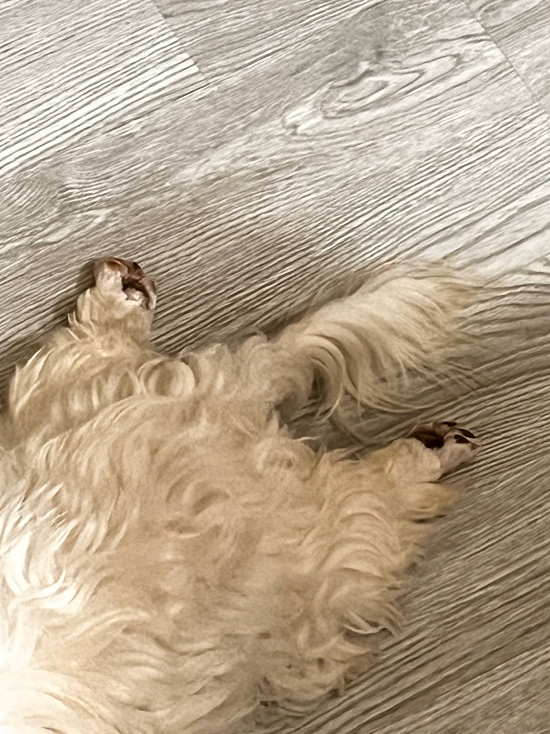 뽀또(하즈) 입양 후 일주일 일상💕