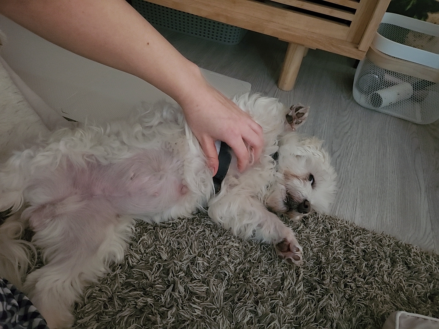 뽀또(하즈) 입양 후 일주일 일상💕