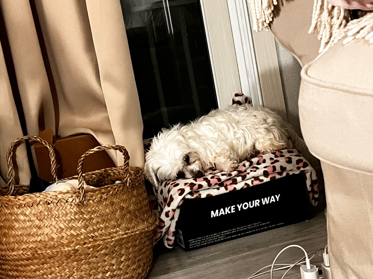 뽀또(하즈) 입양 후 일주일 일상💕