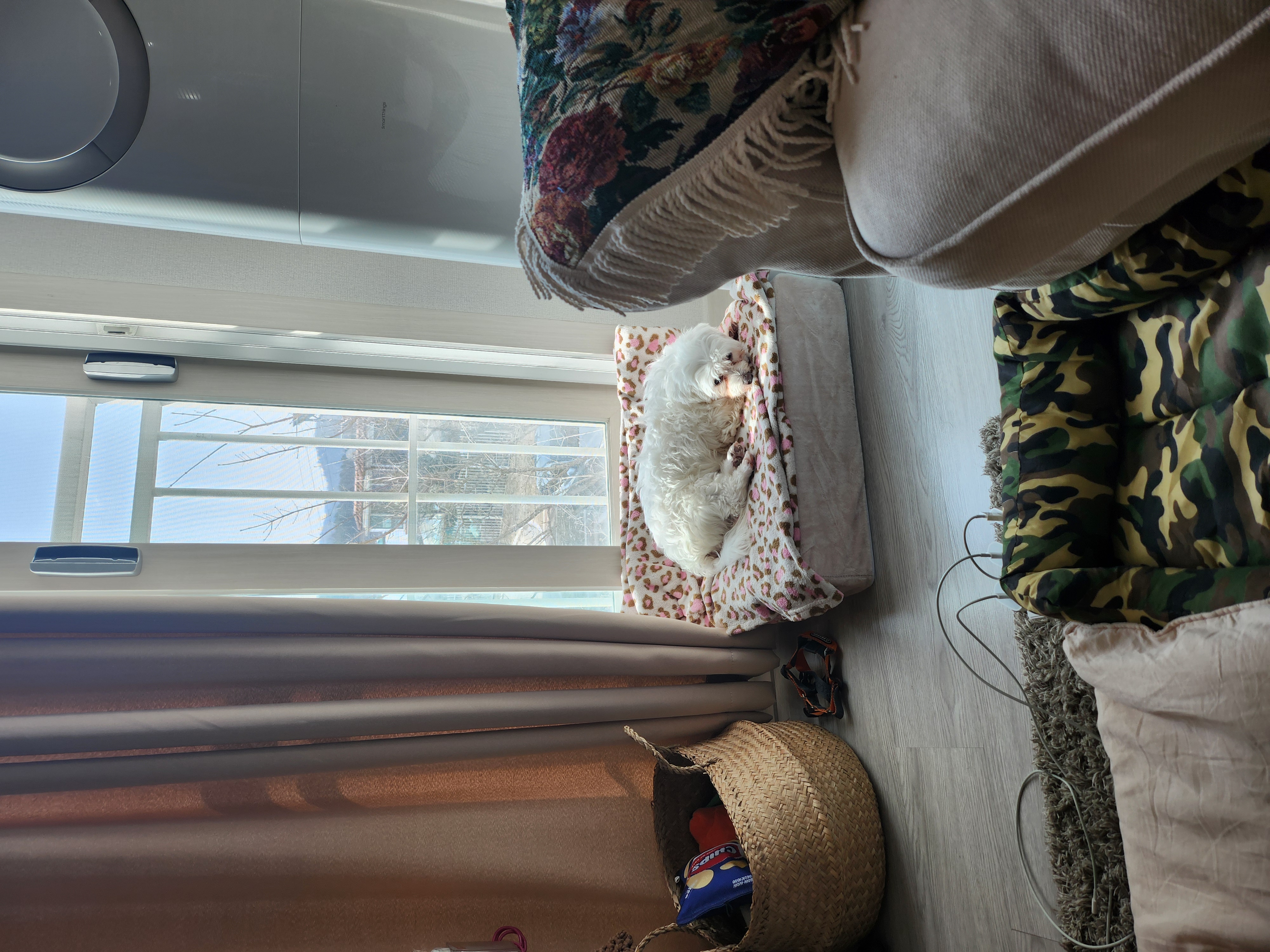 뽀또(하즈) 입양 후 일주일 일상💕