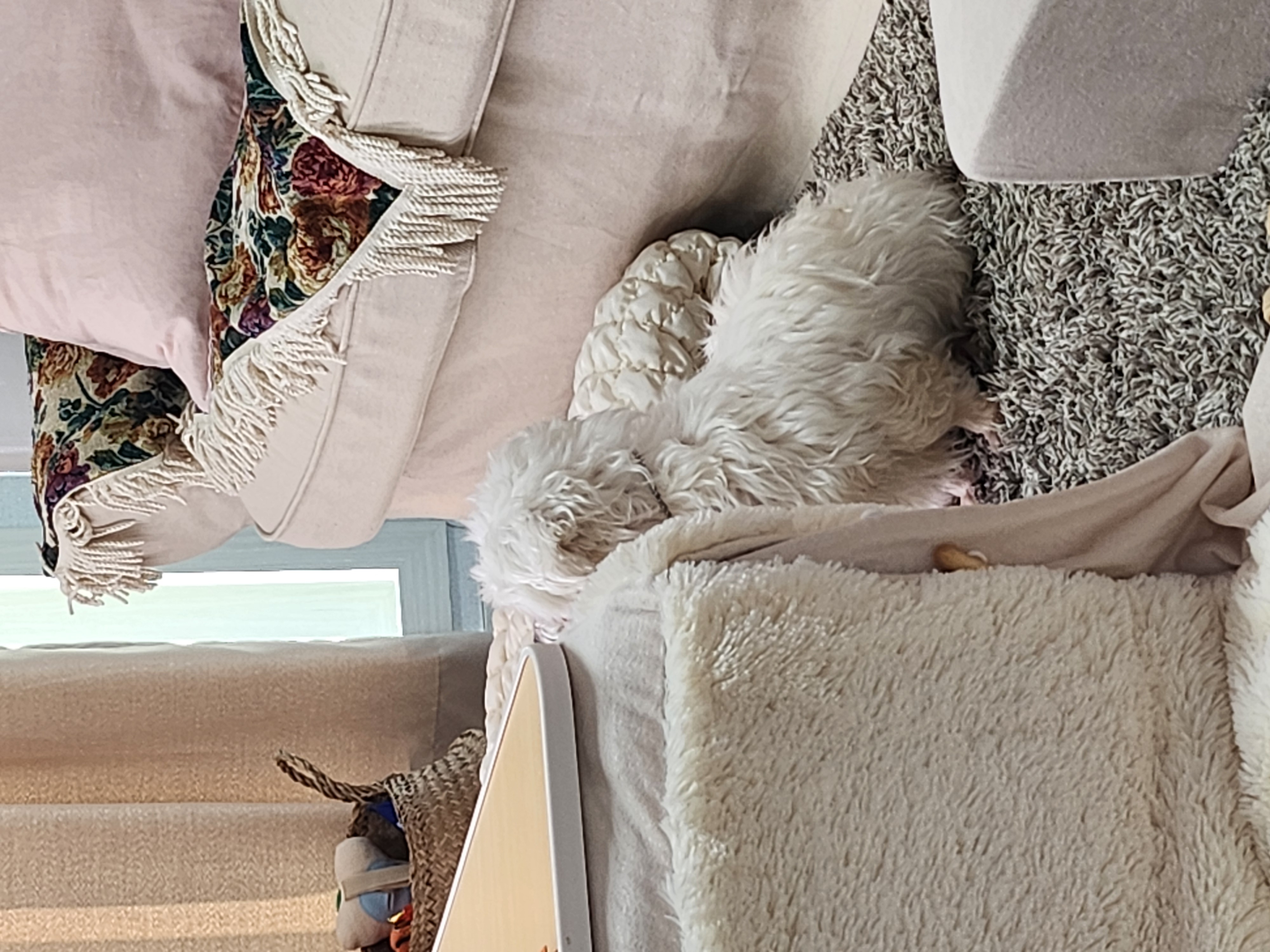 뽀또(하즈) 입양 후 일주일 일상💕