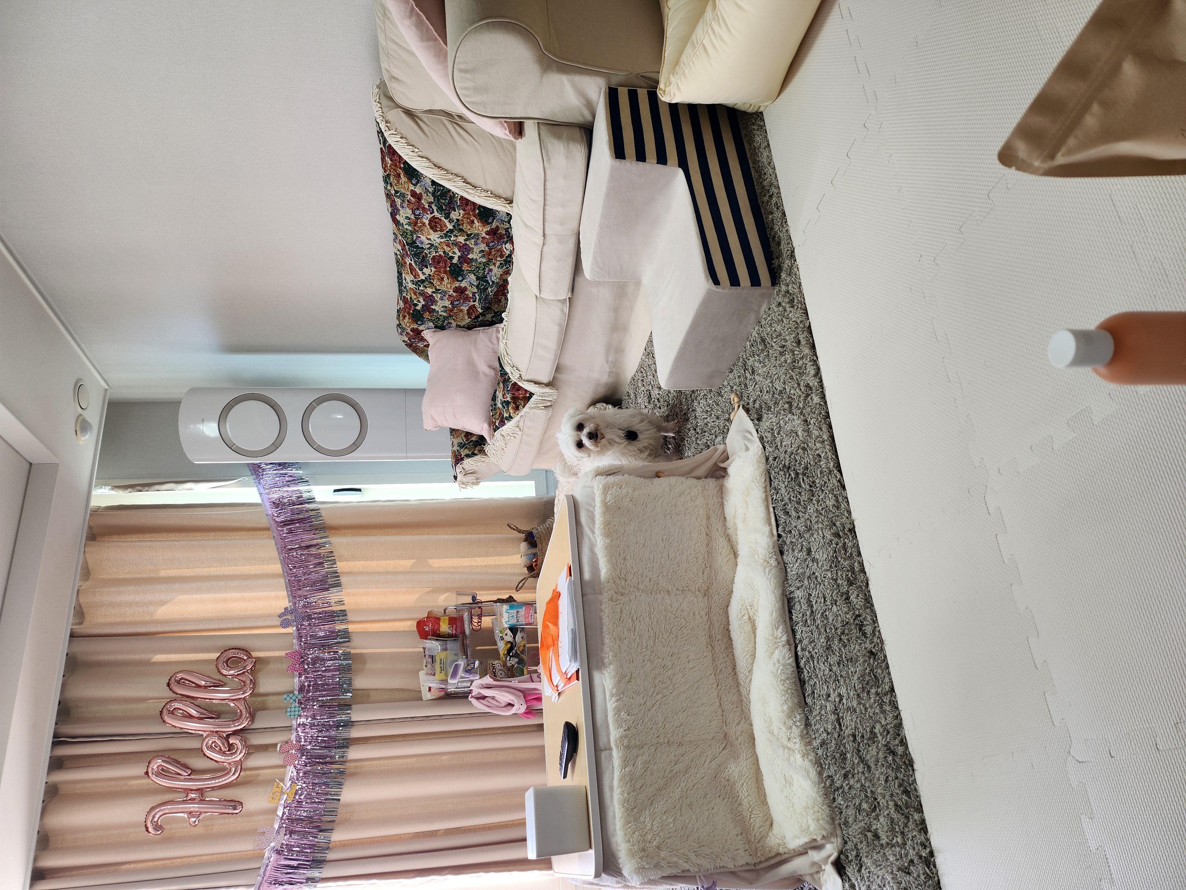 뽀또(하즈) 입양 후 일주일 일상💕