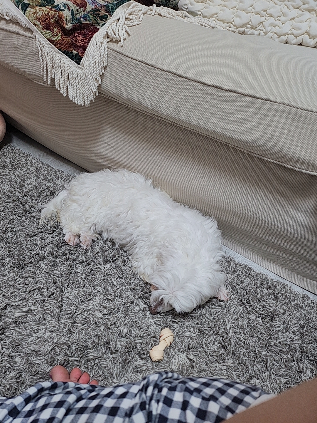 뽀또(하즈) 입양 후 일주일 일상💕