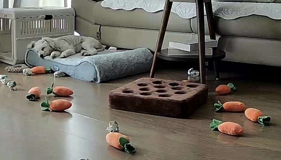 머찌 입양 일주일 후기