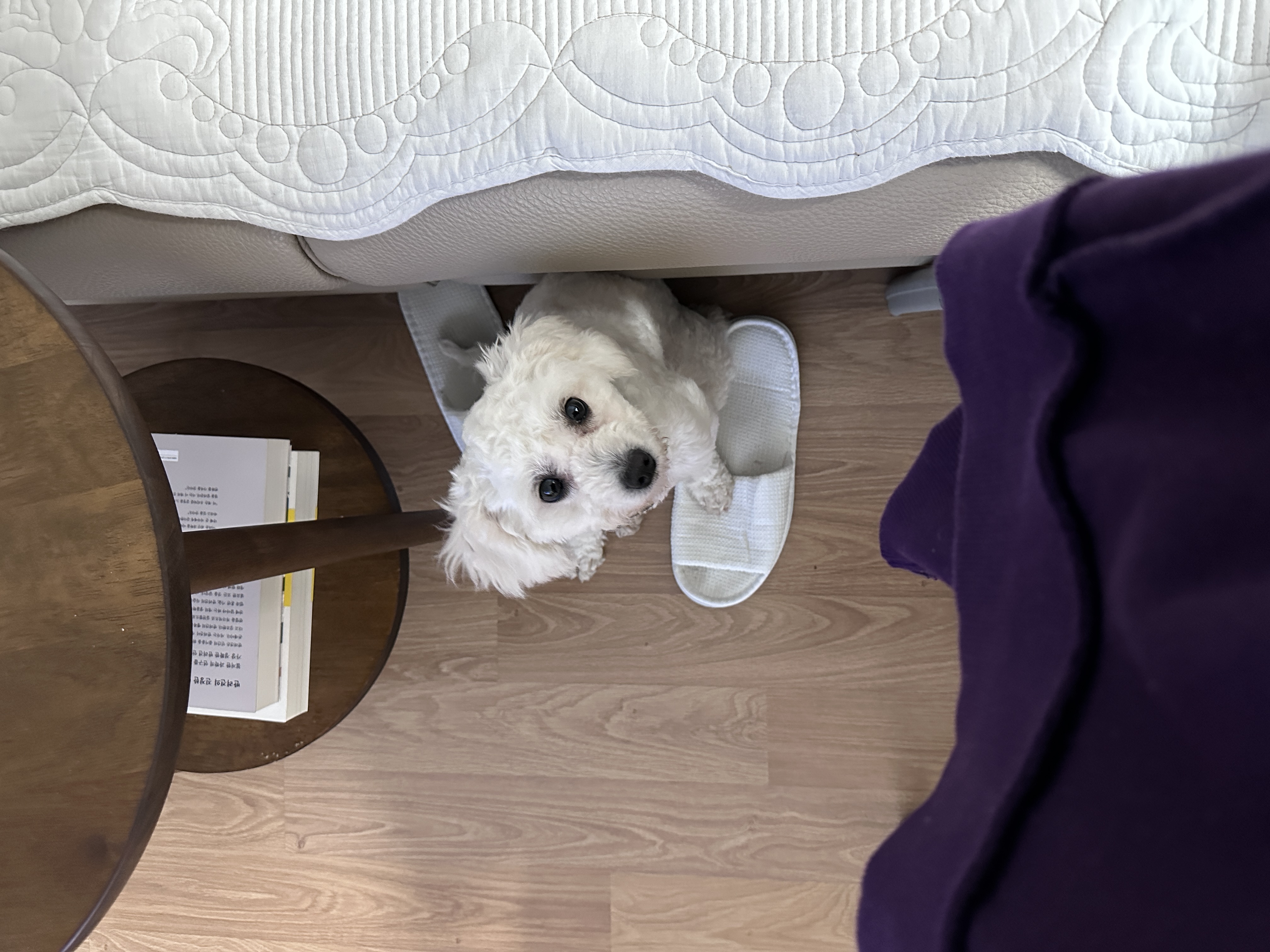 머찌 입양 일주일 후기