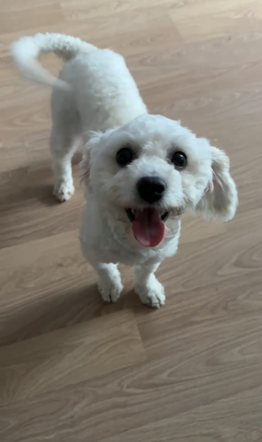 머찌 입양 일주일 후기