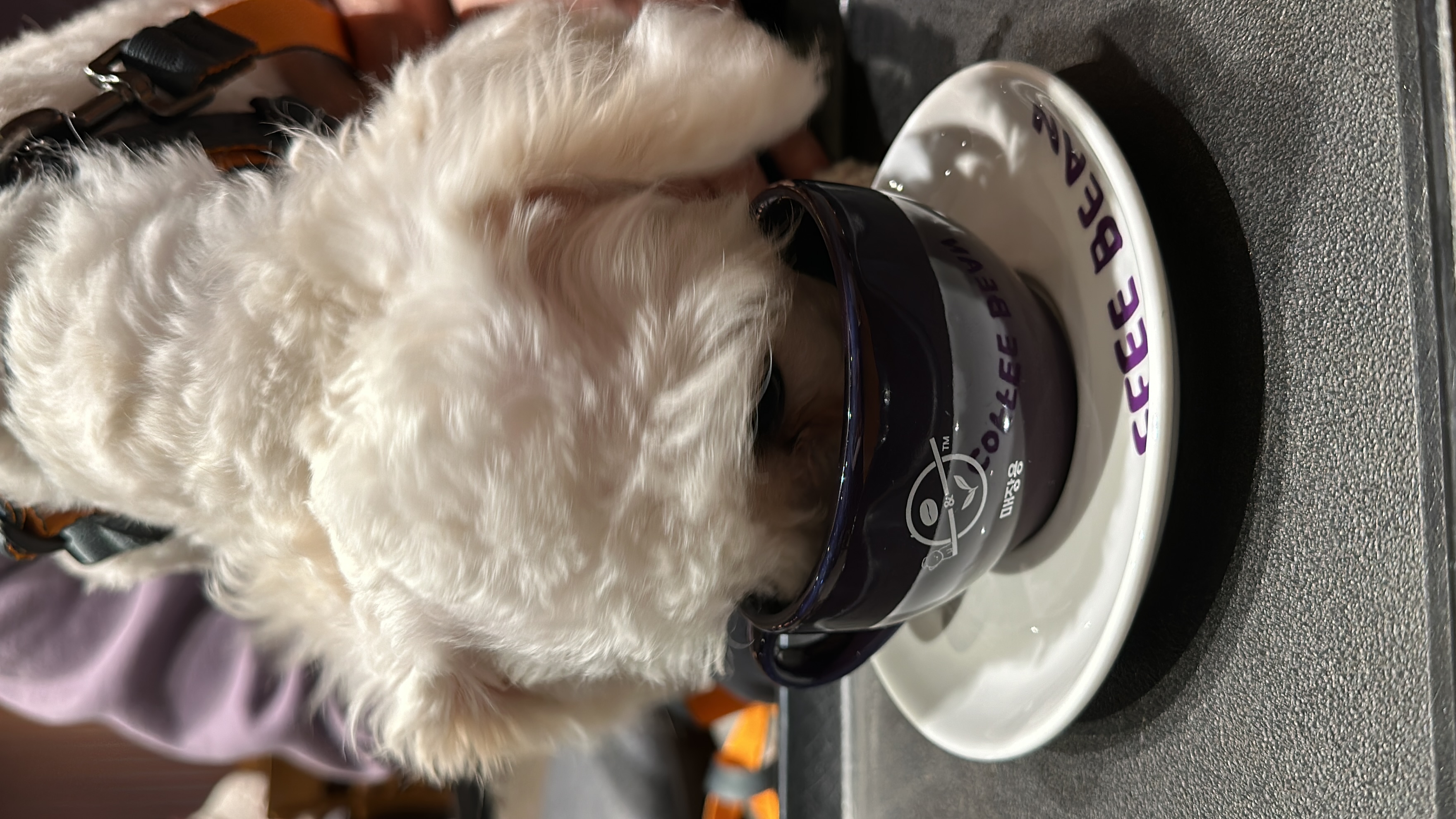 머찌 입양 일주일 후기