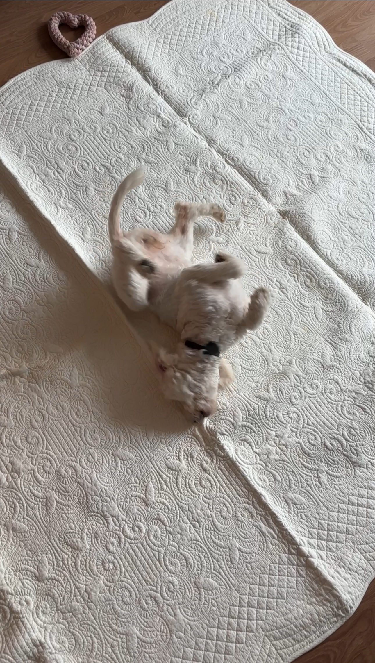 머찌 입양 일주일 후기