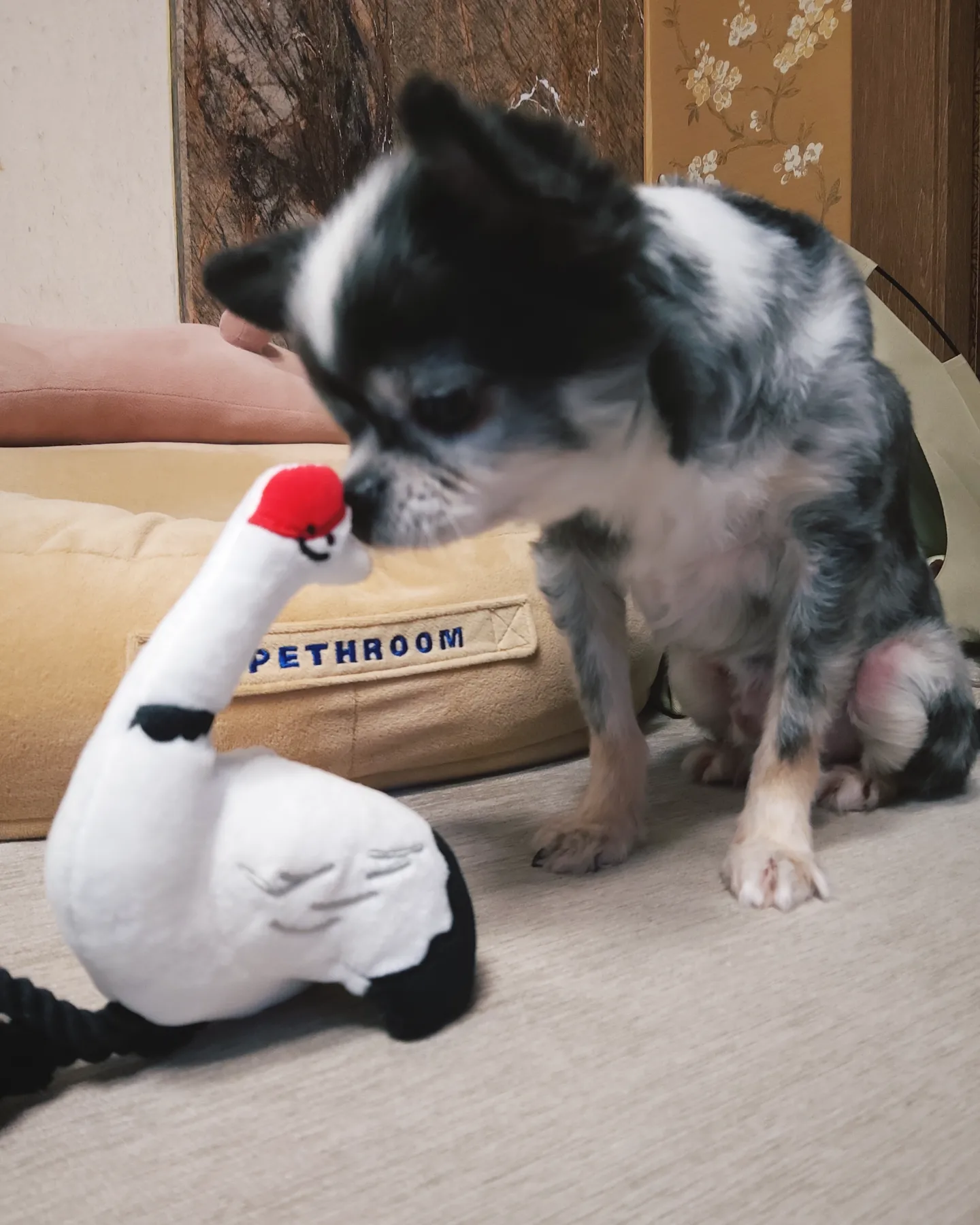 별(깜치)이는 잘지내고 있어요~♡