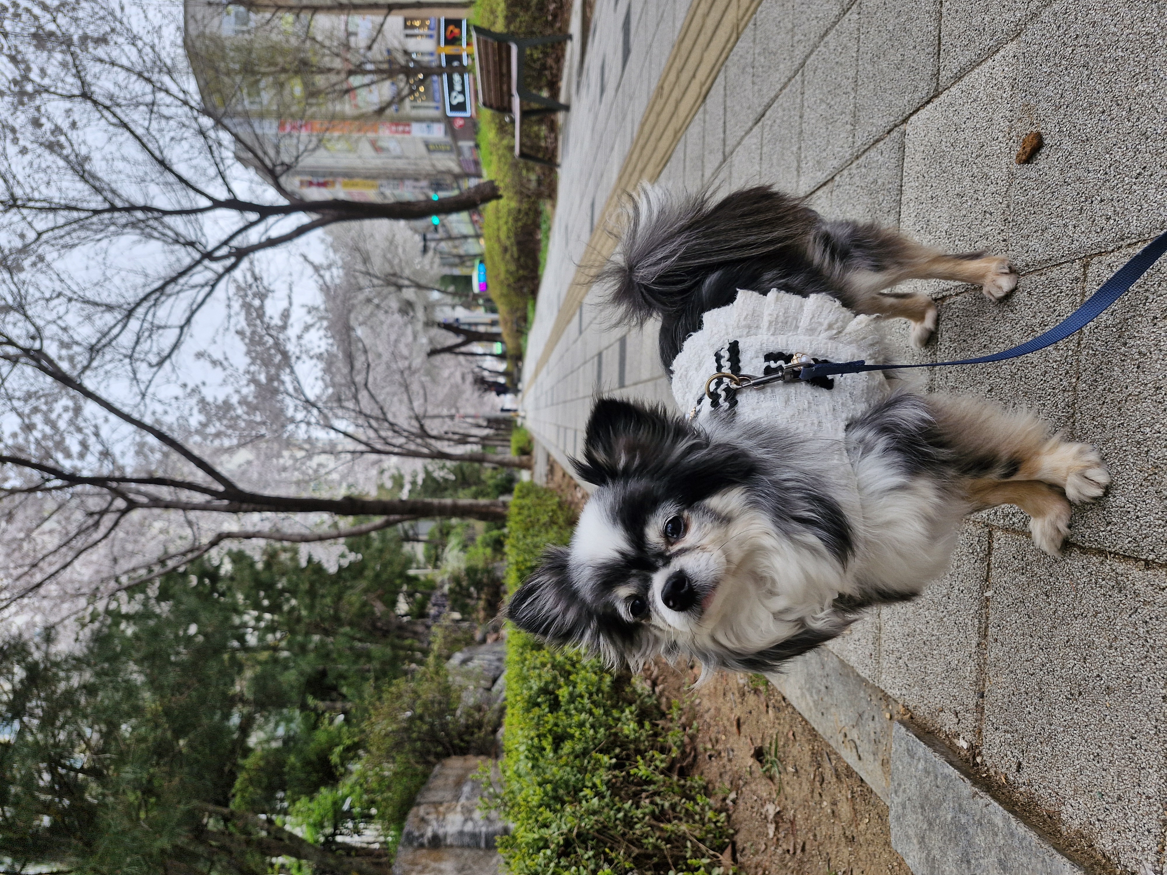 별(깜치)이는 잘지내고 있어요~♡