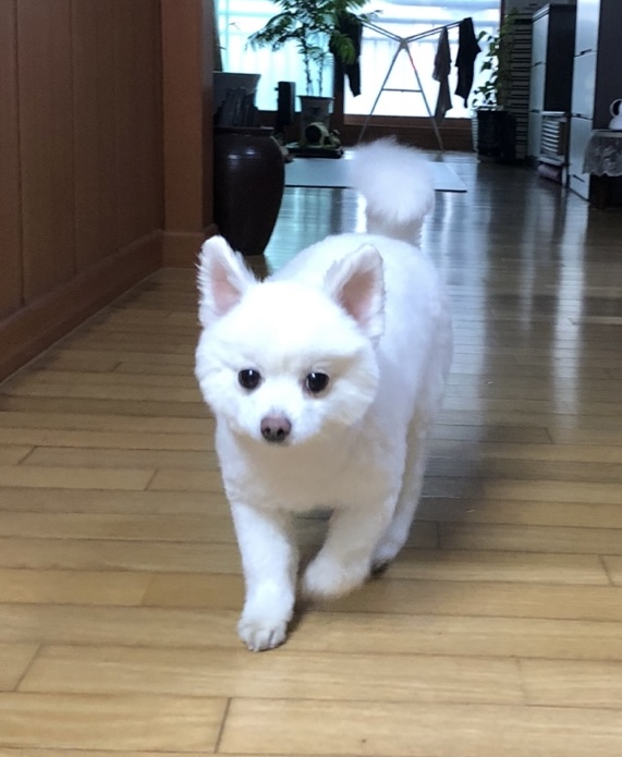 봄이 3주년 됐어요🌸 (구 곤지암 눈송이)