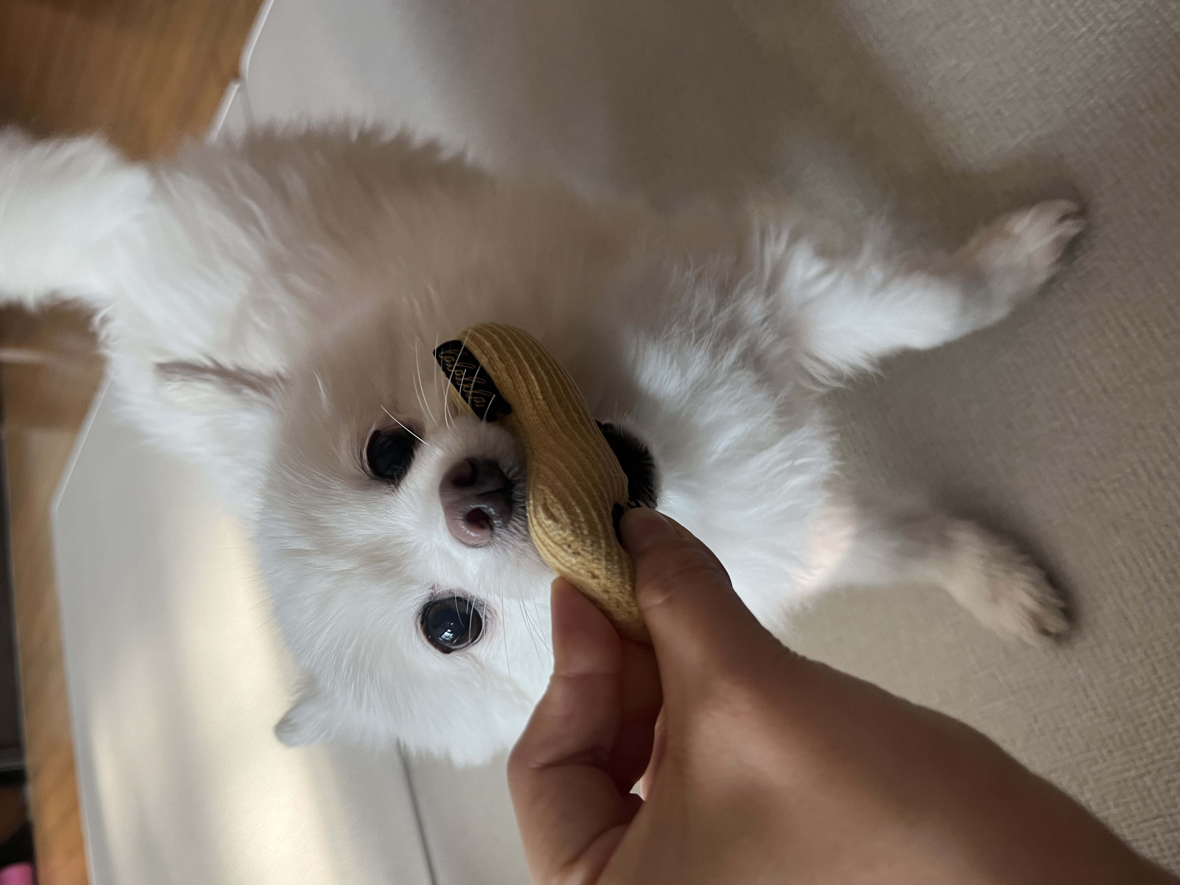 봄이 3주년 됐어요🌸 (구 곤지암 눈송이)