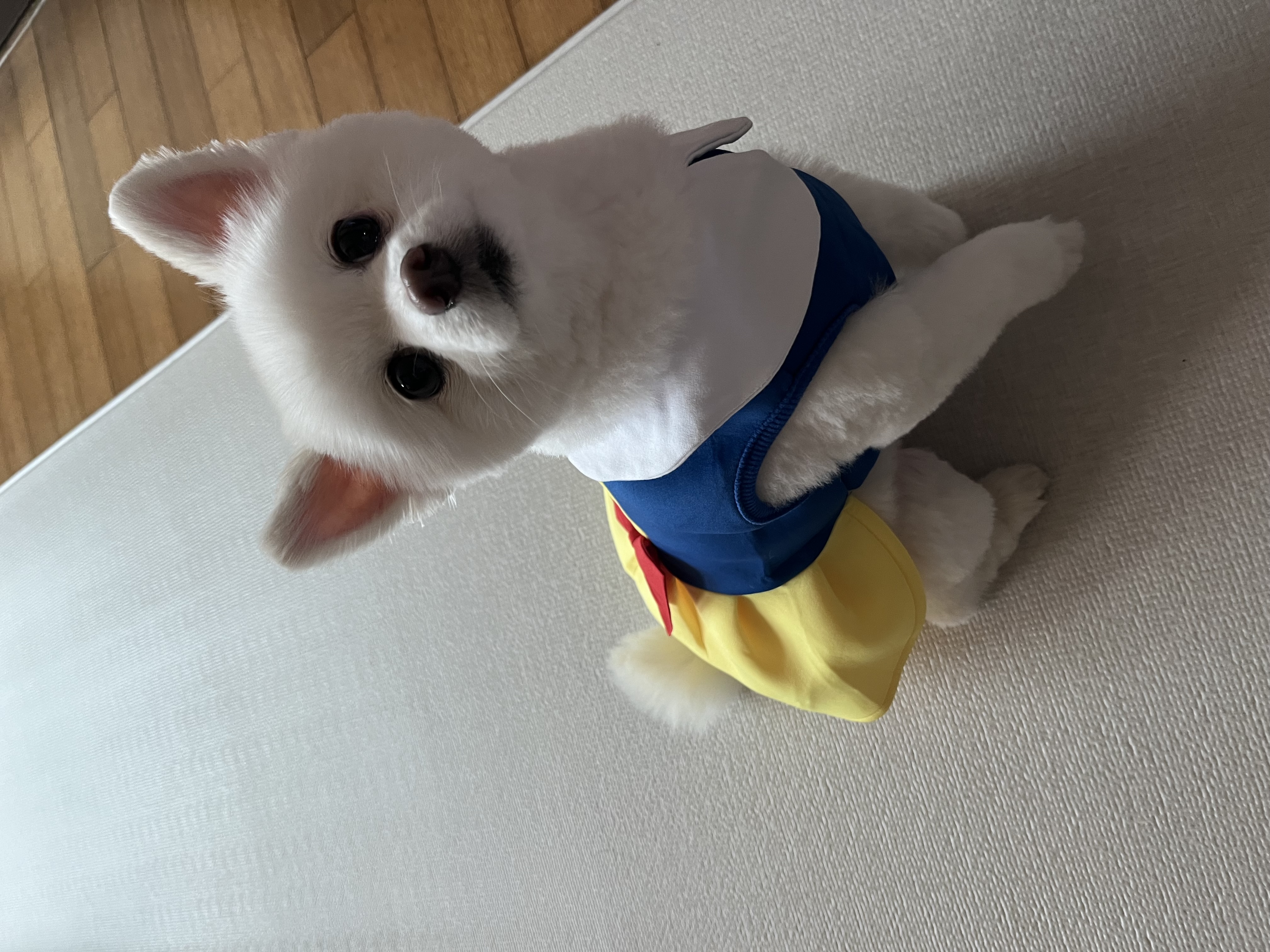 봄이 3주년 됐어요🌸 (구 곤지암 눈송이)