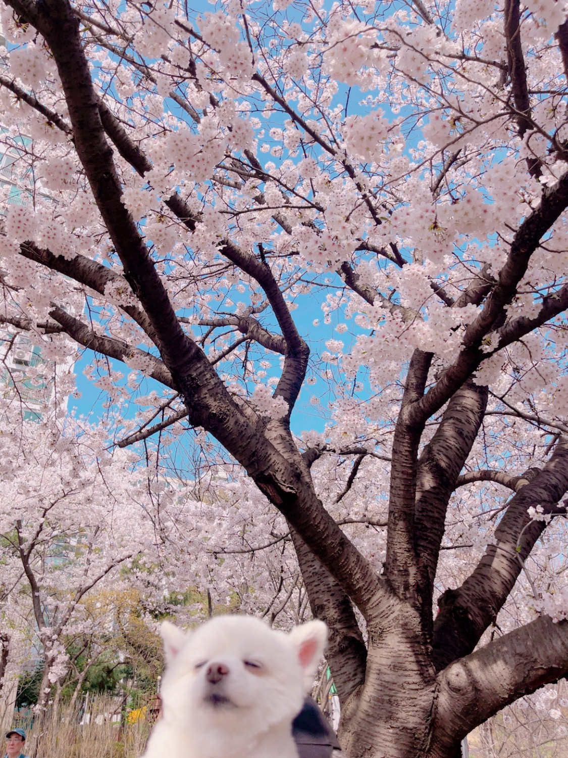 봄이 3주년 됐어요🌸 (구 곤지암 눈송이)