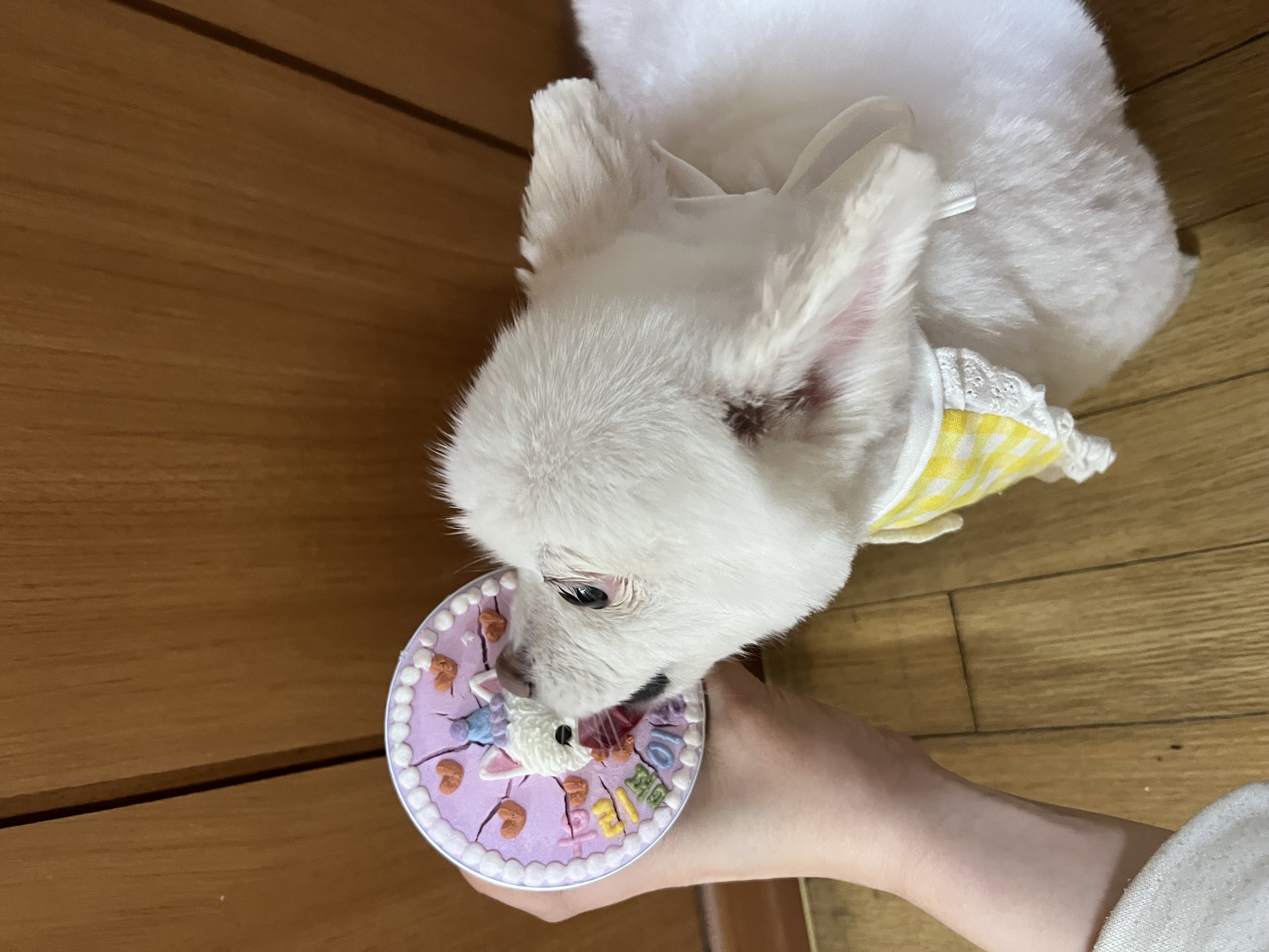 봄이 3주년 됐어요🌸 (구 곤지암 눈송이)