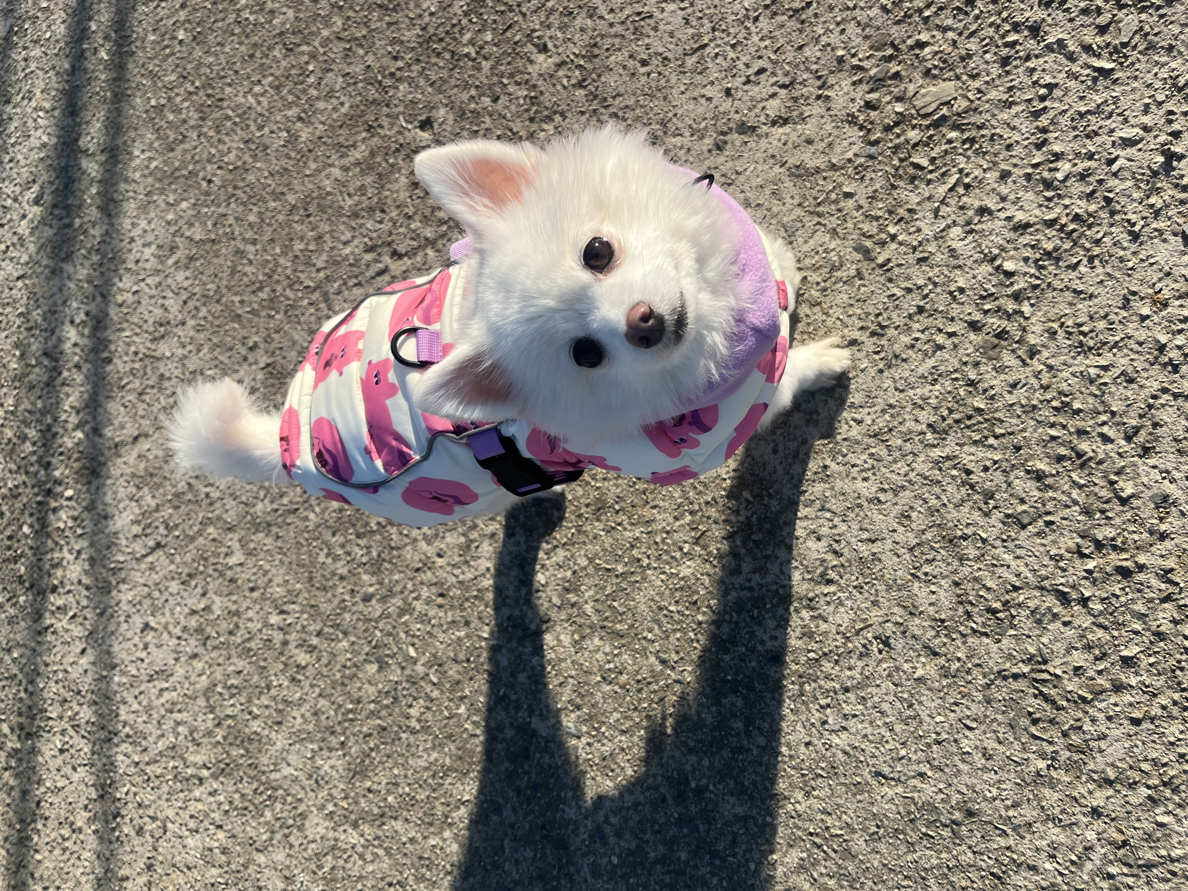 봄이 3주년 됐어요🌸 (구 곤지암 눈송이)