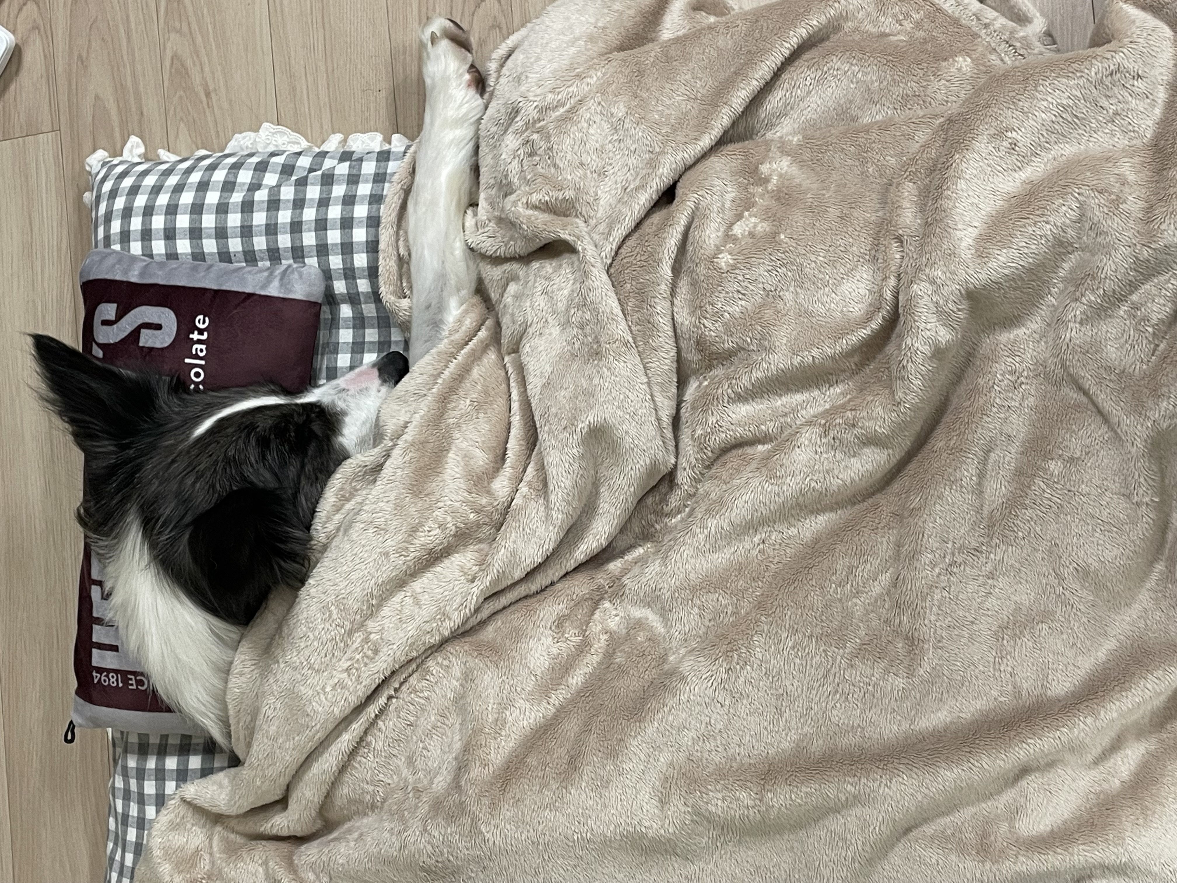 릴리안 입양 후 일주일 