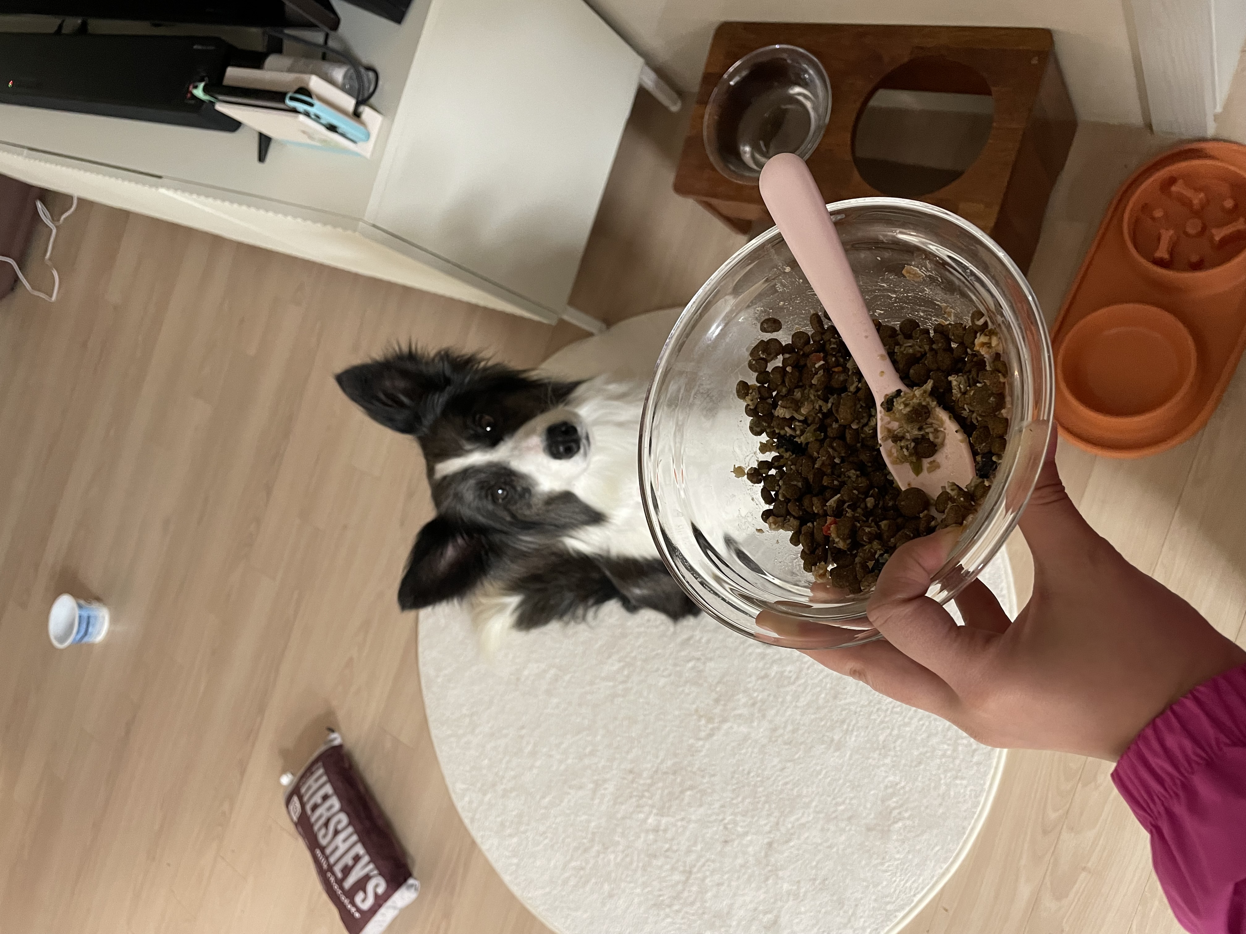 릴리안 입양 후 일주일 