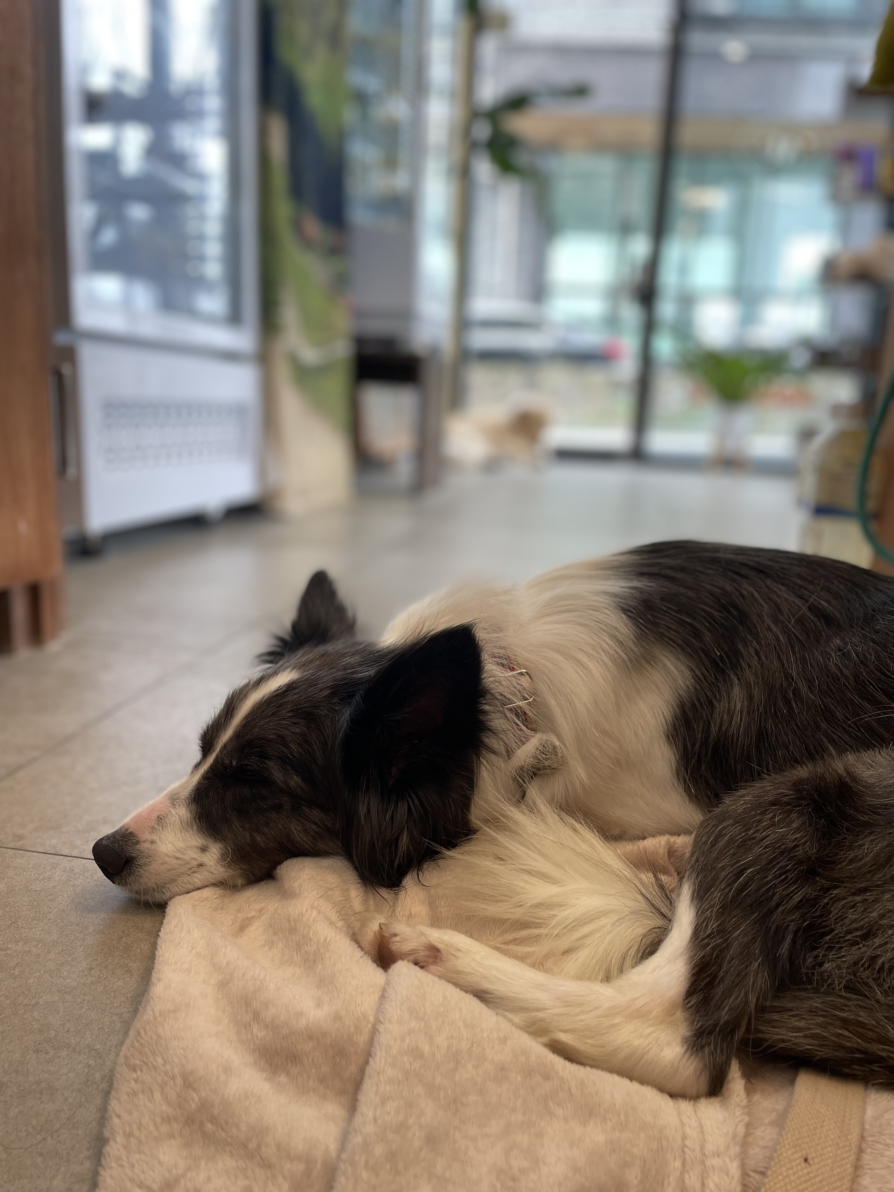 릴리안 입양 후 일주일 