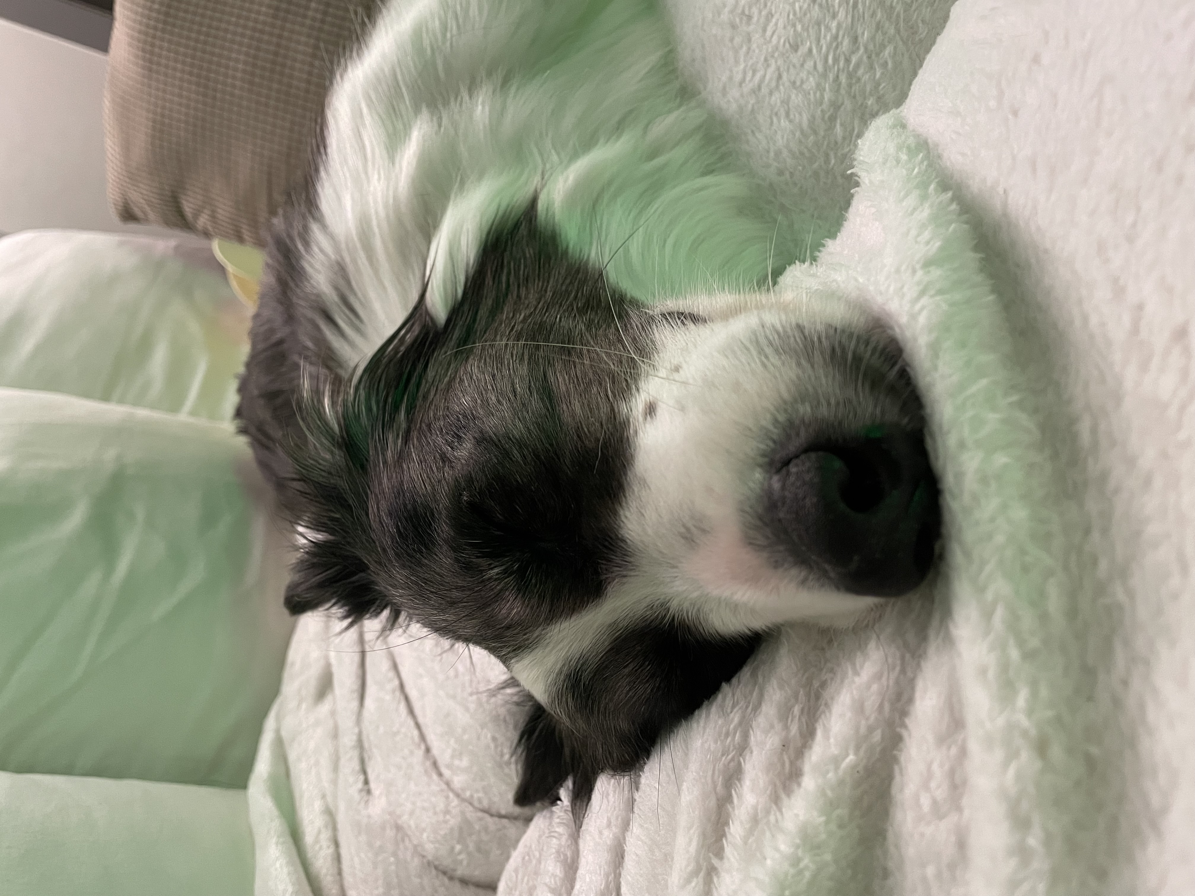 릴리안 입양 후 일주일 