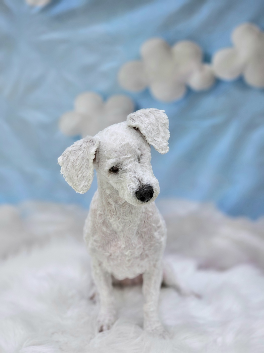 윤랑이 일상(곤지암_쟈스민)