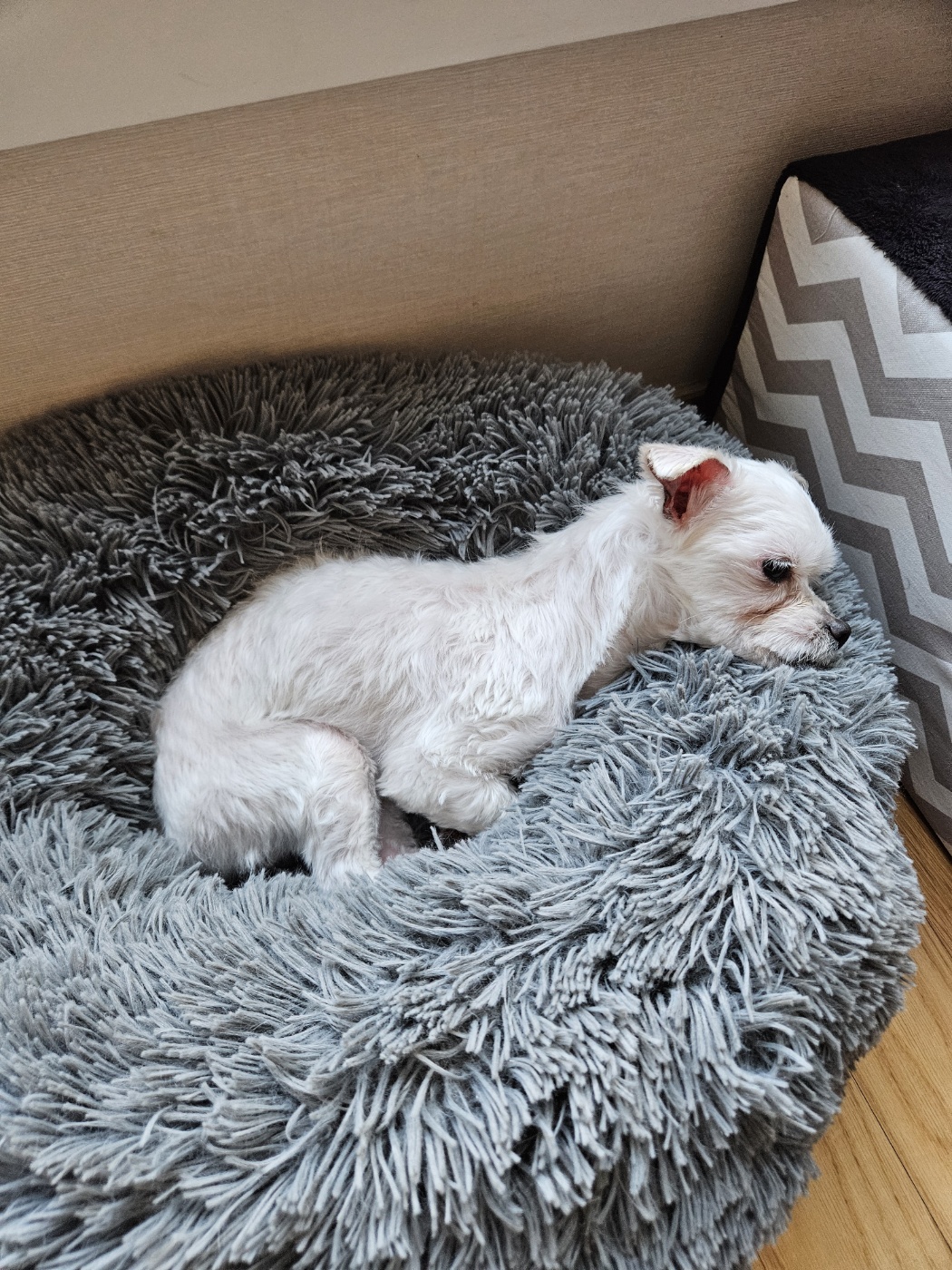 유성이(민성) 일주일 입양 후기