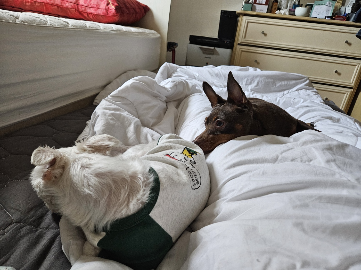 유성이(민성) 일주일 입양 후기