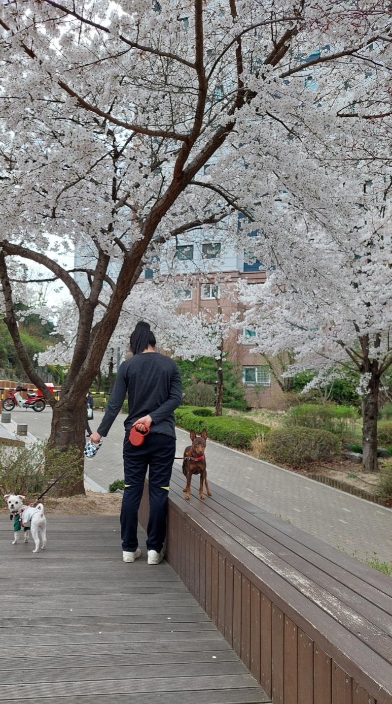 유성이(민성) 일주일 입양 후기