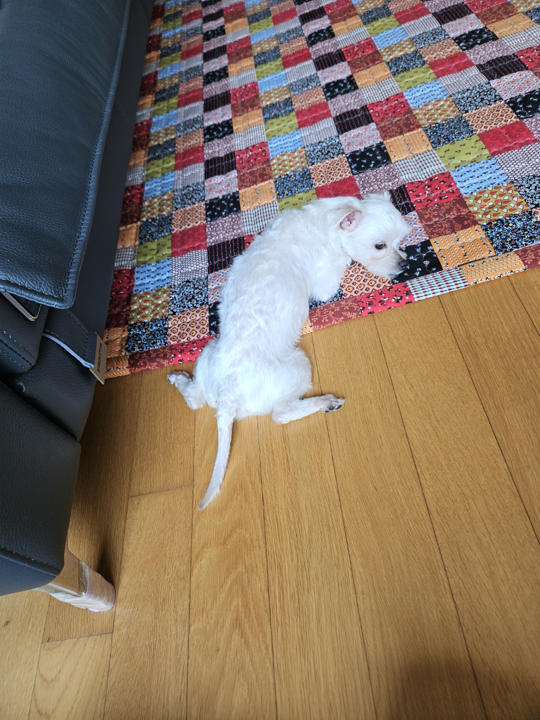 유성이(민성) 일주일 입양 후기