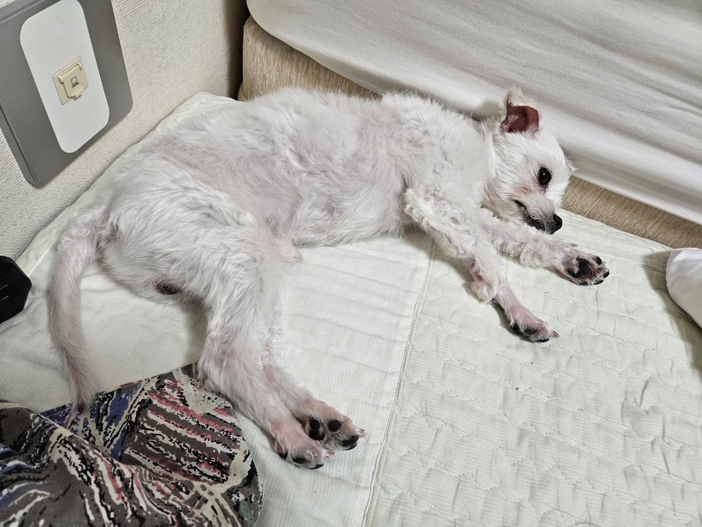 유성이(민성) 일주일 입양 후기