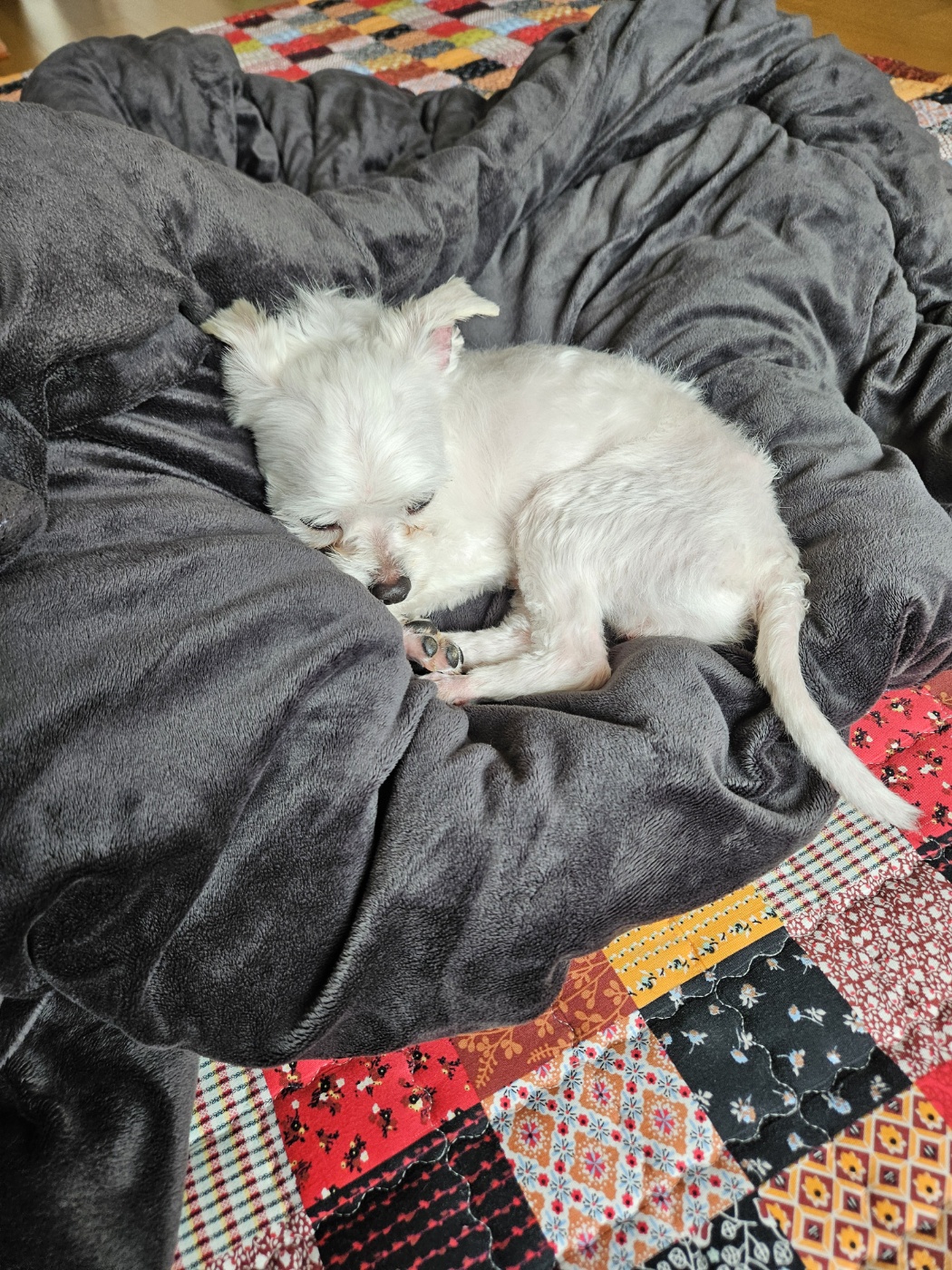 유성이(민성) 일주일 입양 후기