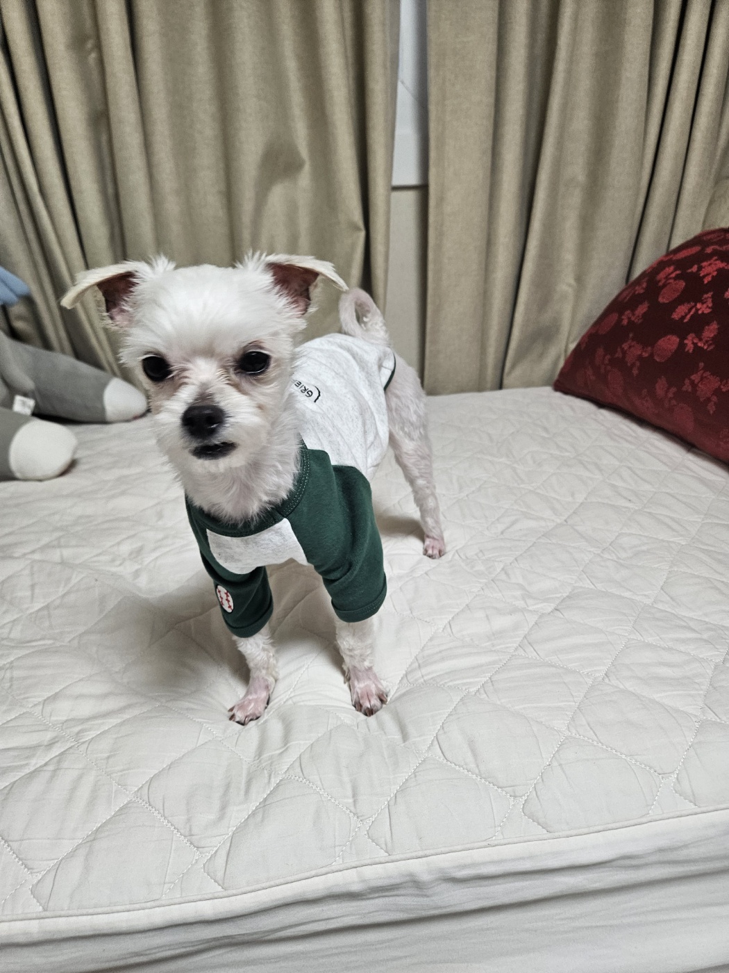 유성이(민성) 일주일 입양 후기