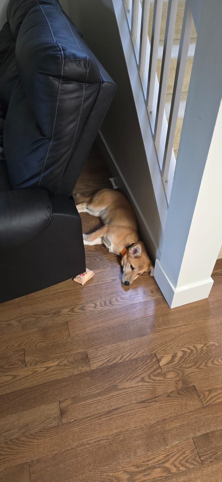 [해외입양] 캐나다 밴쿠버에서 가족을 만난 '모동이'