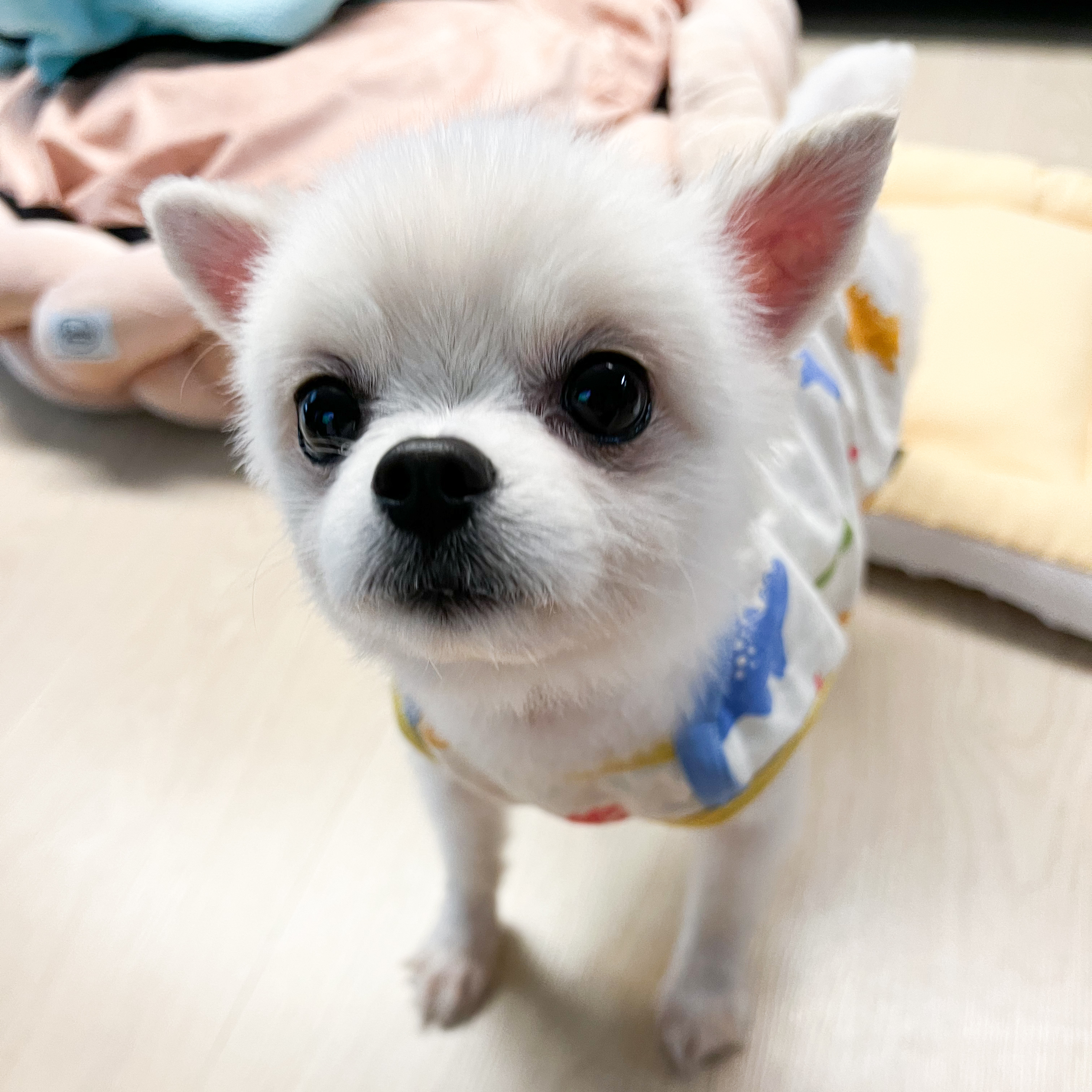 슈크 입양 일주일 후기