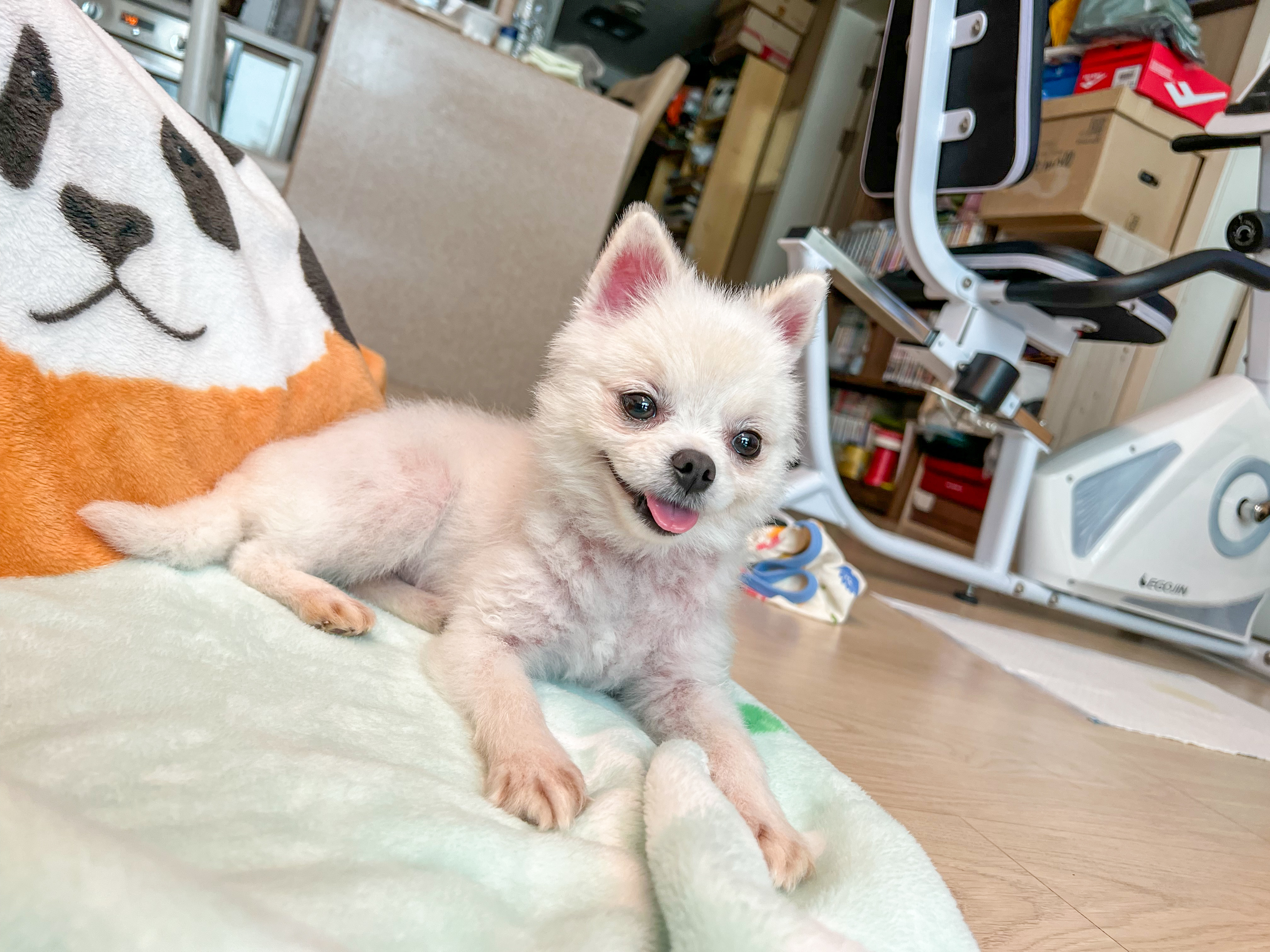 슈크 입양 일주일 후기