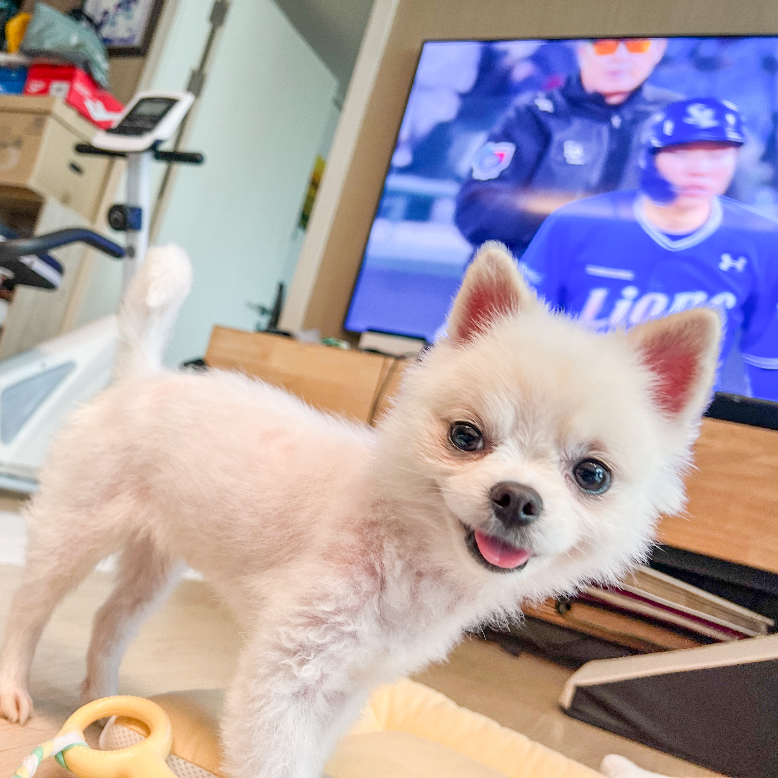 슈크 입양 일주일 후기