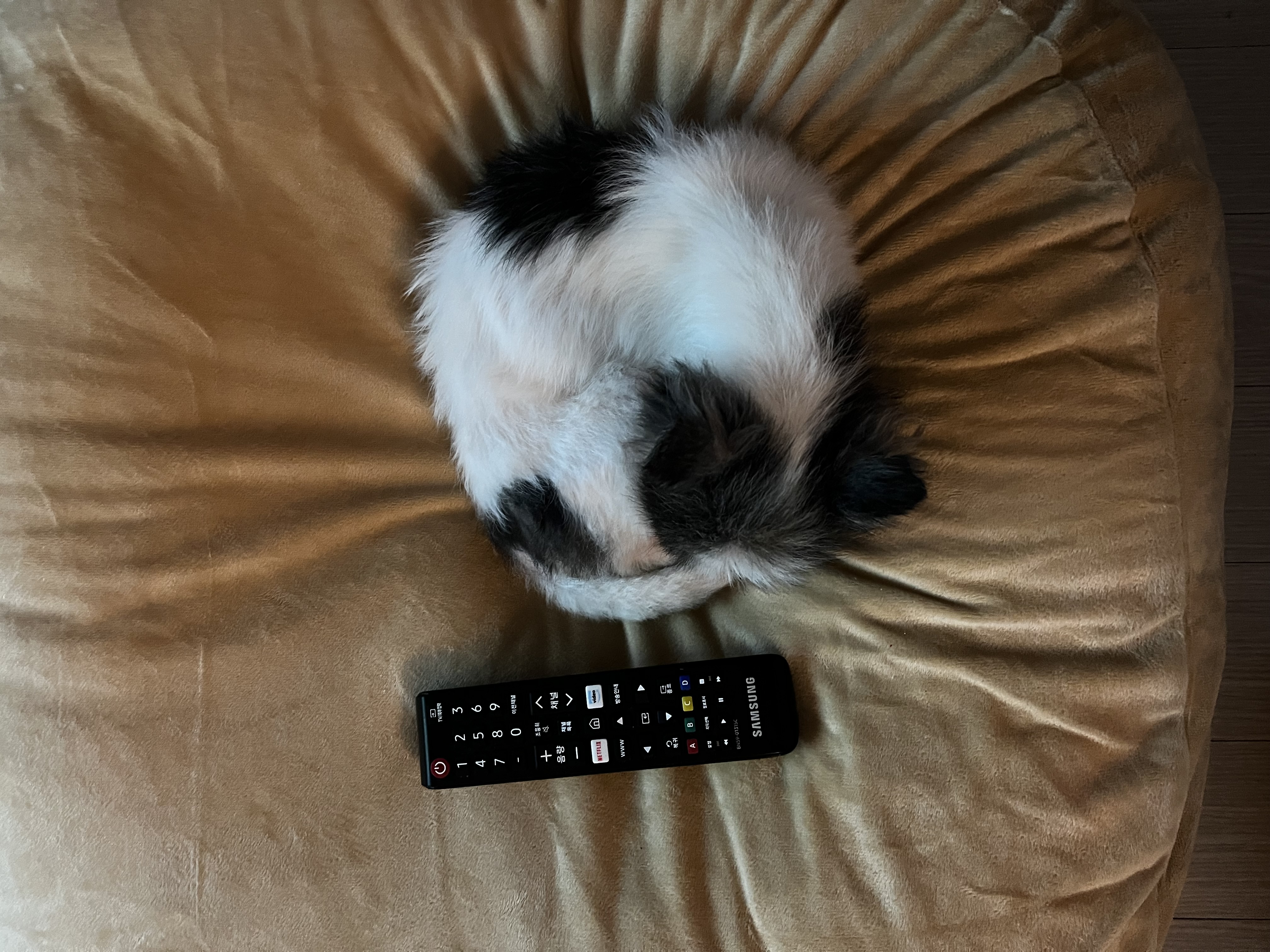 아미가 집에 온지 일주일이 됐어요~)