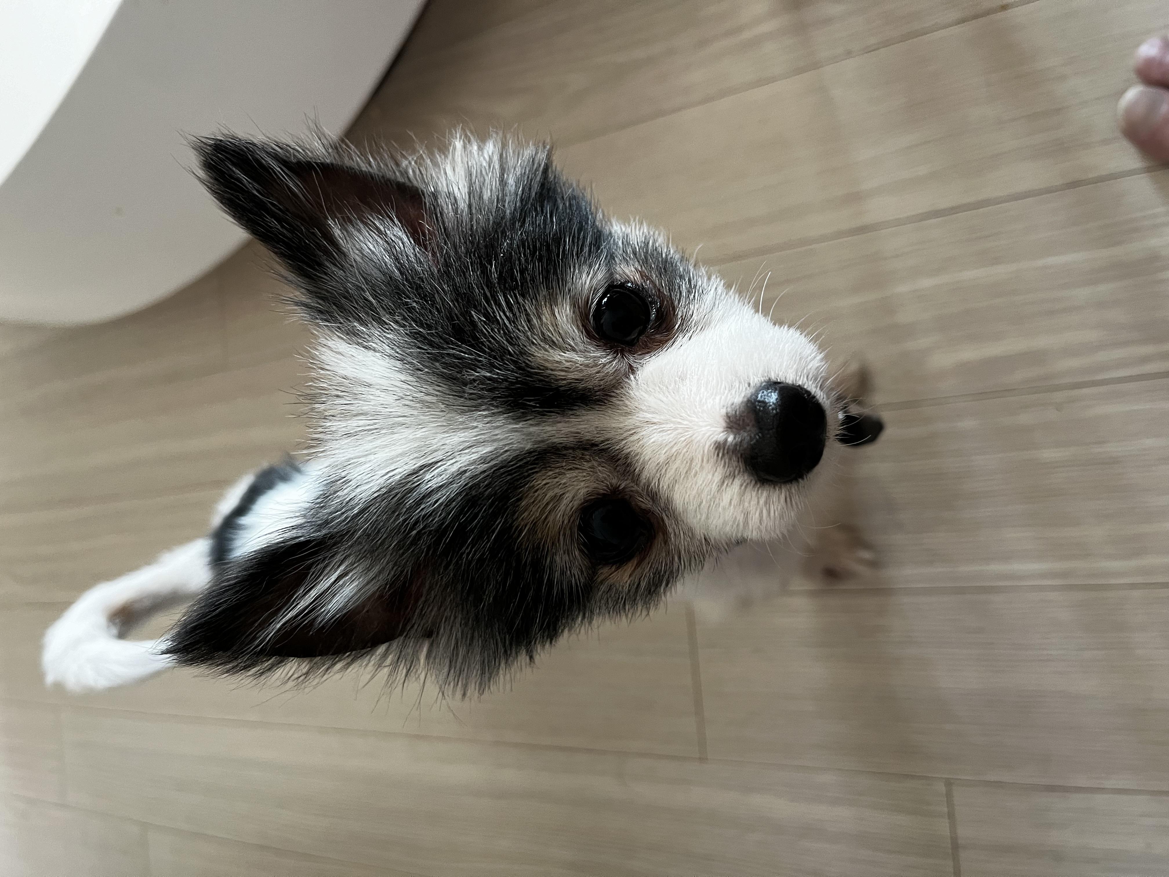 아미가 집에 온지 일주일이 됐어요~)