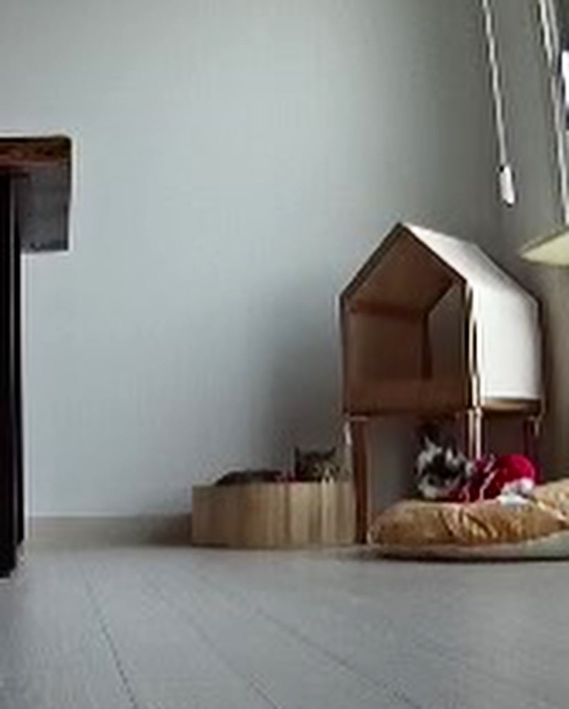 아미가 집에 온지 일주일이 됐어요~)