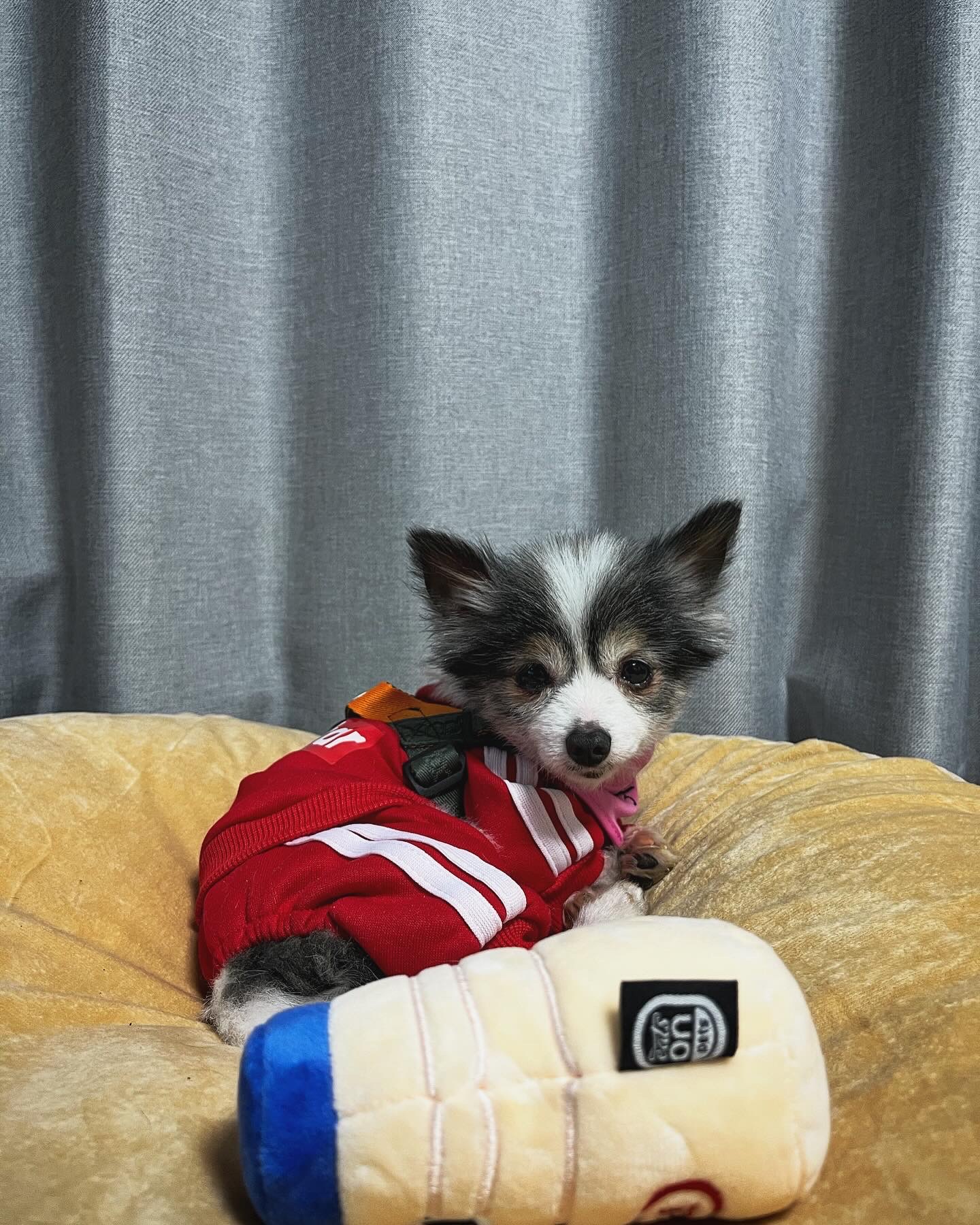 아미가 집에 온지 일주일이 됐어요~)