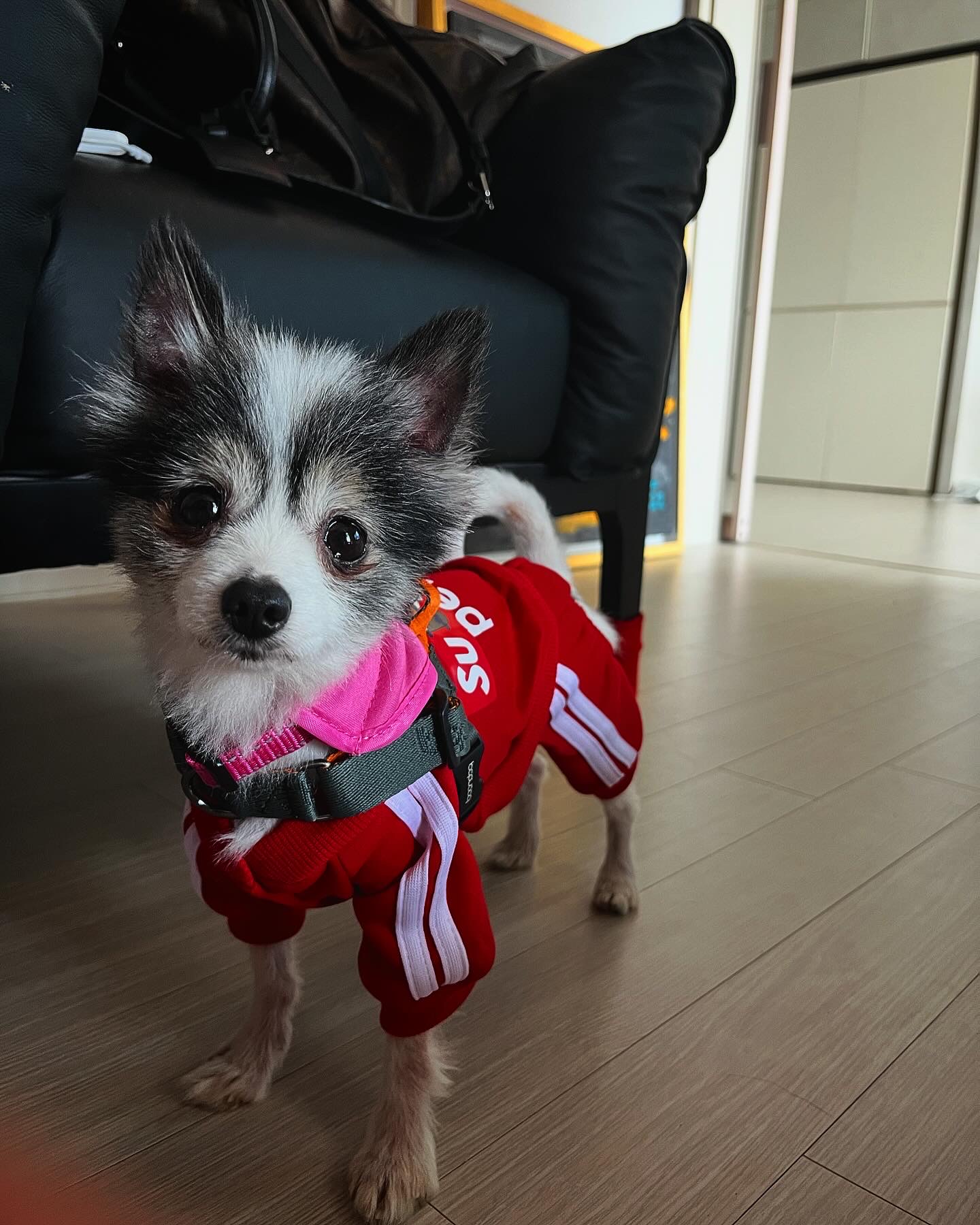 아미가 집에 온지 일주일이 됐어요~)