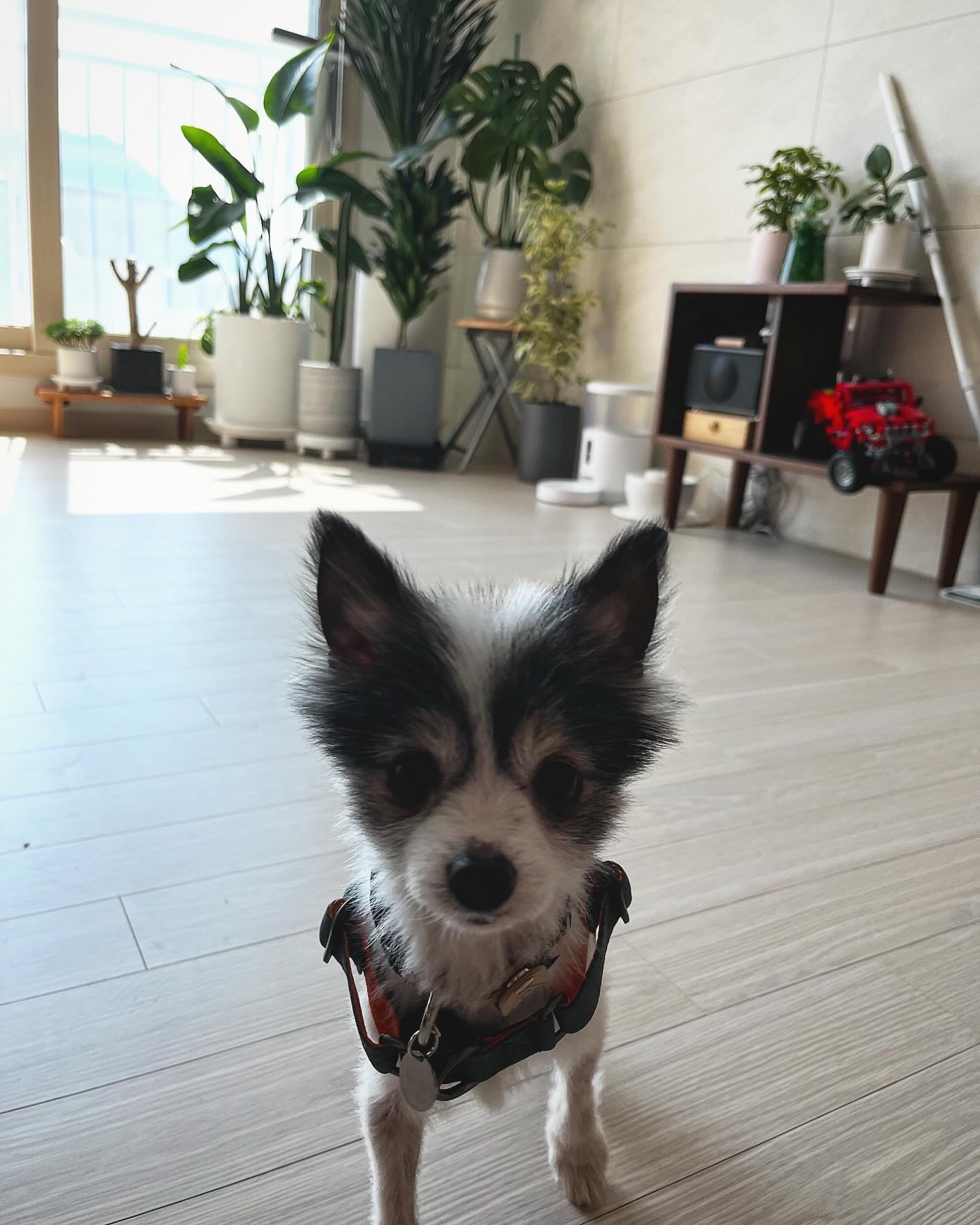 아미가 집에 온지 일주일이 됐어요~)