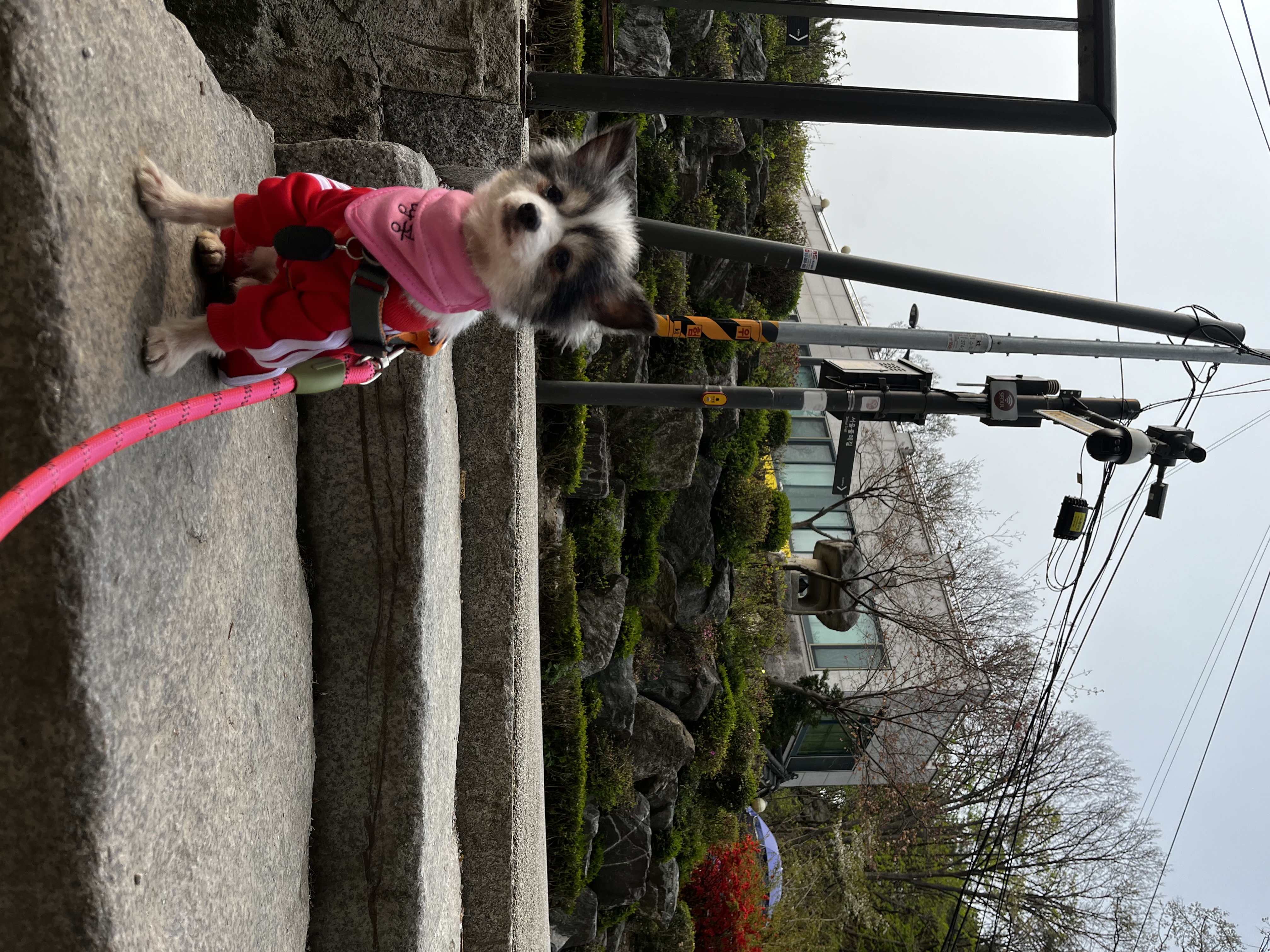 아미가 집에 온지 일주일이 됐어요~)