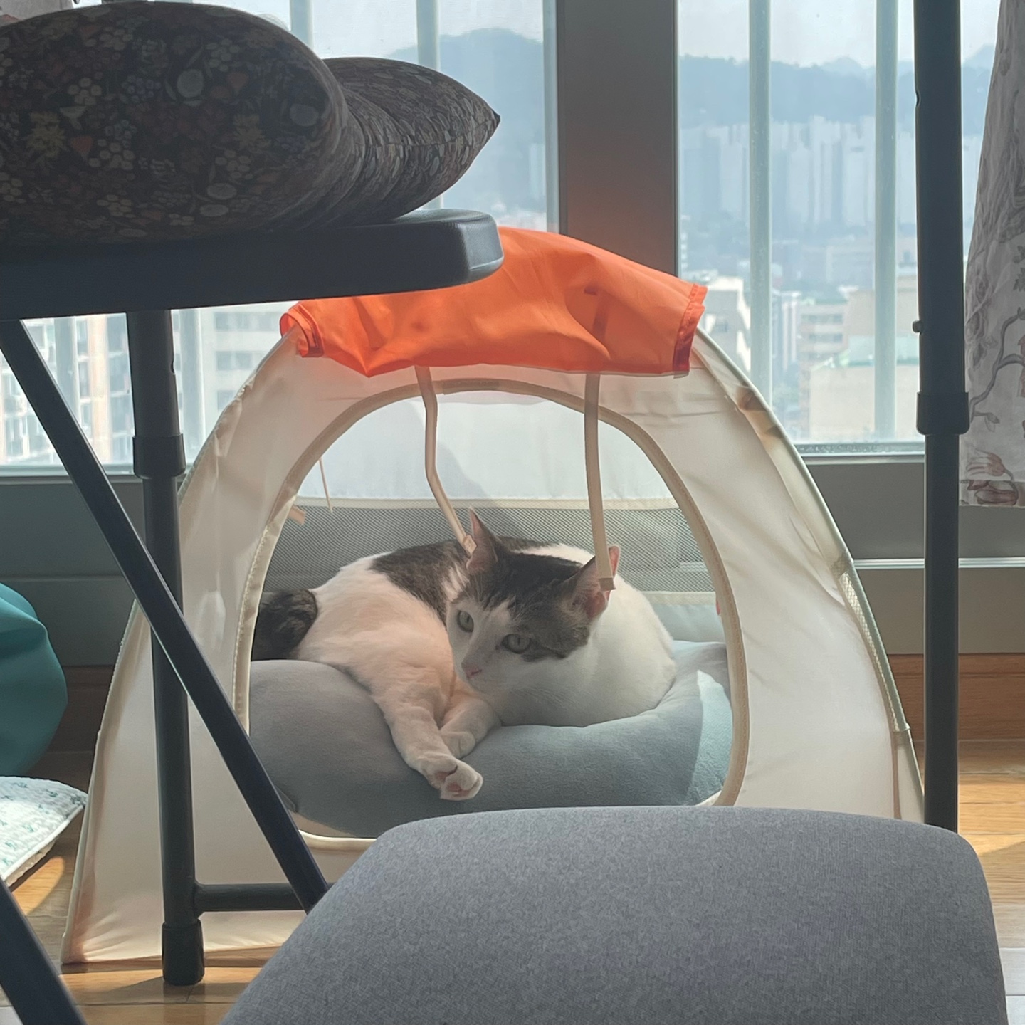 어겐이&바든이 입양 일주일차 후기🐾